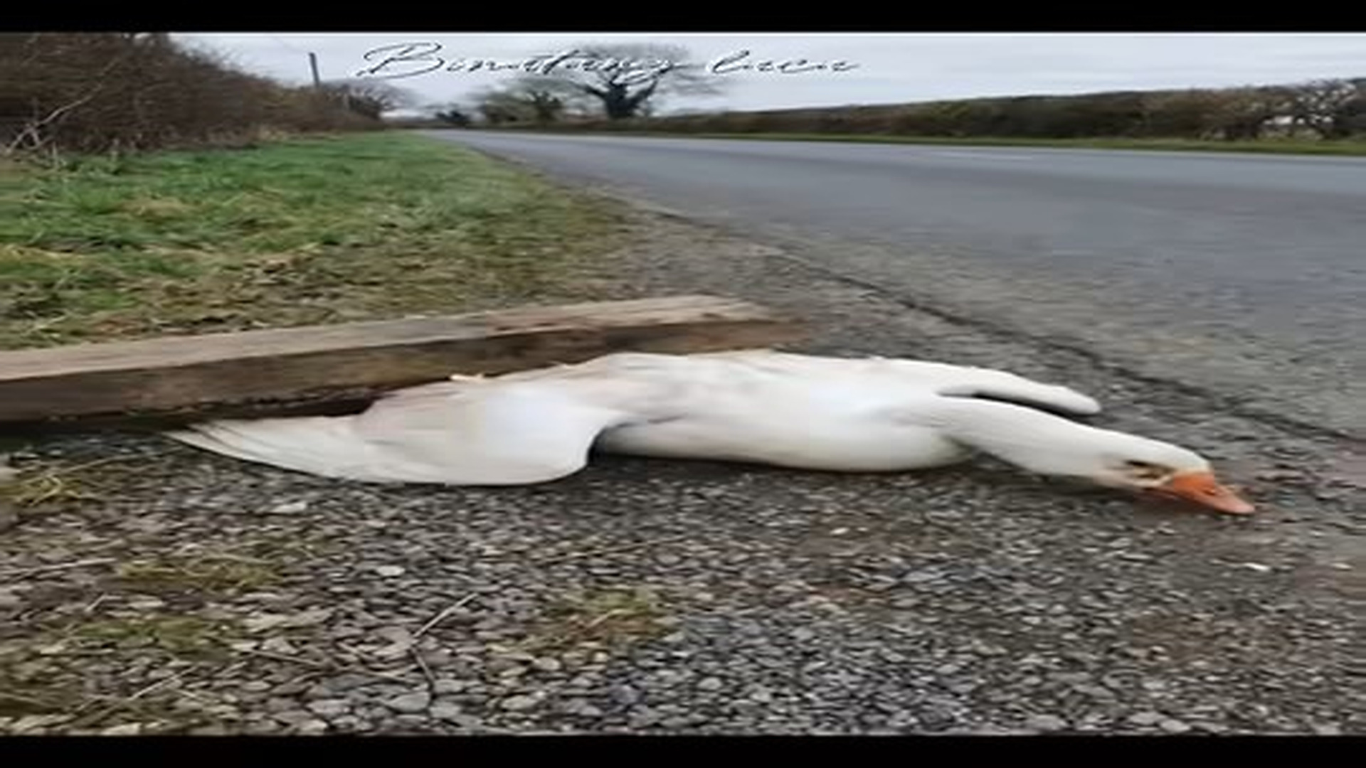 Full Video : N3006063_Goose Was Trapped Under A Wooden Beam Until A Cat Came. #Cut.mp4 | Comedy Film Station