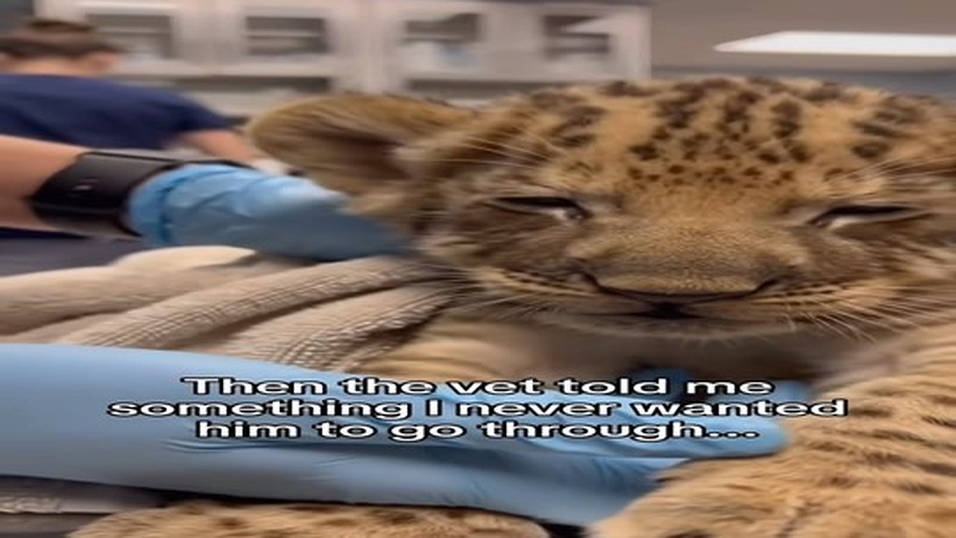 Full Video : N2306059_I rescued Lion cub Hyenas #animals #wholesome.mp4 | Tiệm Tạp Hóa Cảm Xúc