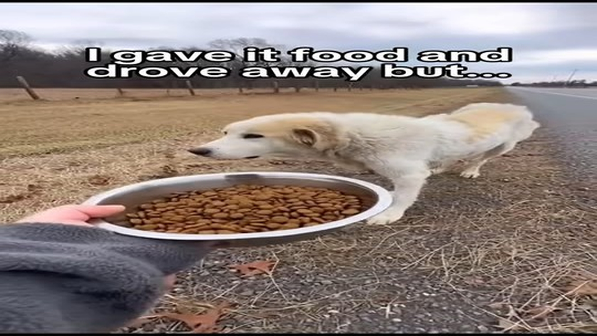 Full Video : N2306065_He was starving, now he has a home #shorts #dogs #wholesome.mp4 | Tiệm Tạp Hóa Cảm Xúc