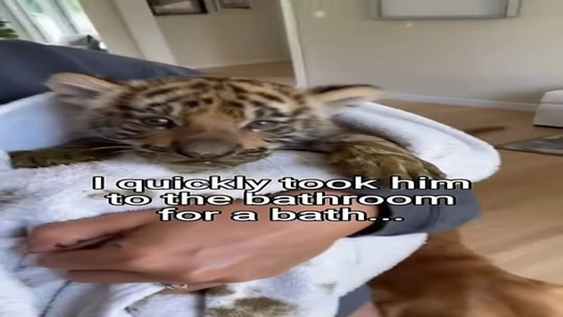 Full Video : N2306061_Dog brings home a tiger cub #shorts #animals #wholesome.mp4 | Tiệm Tạp Hóa Cảm Xúc
