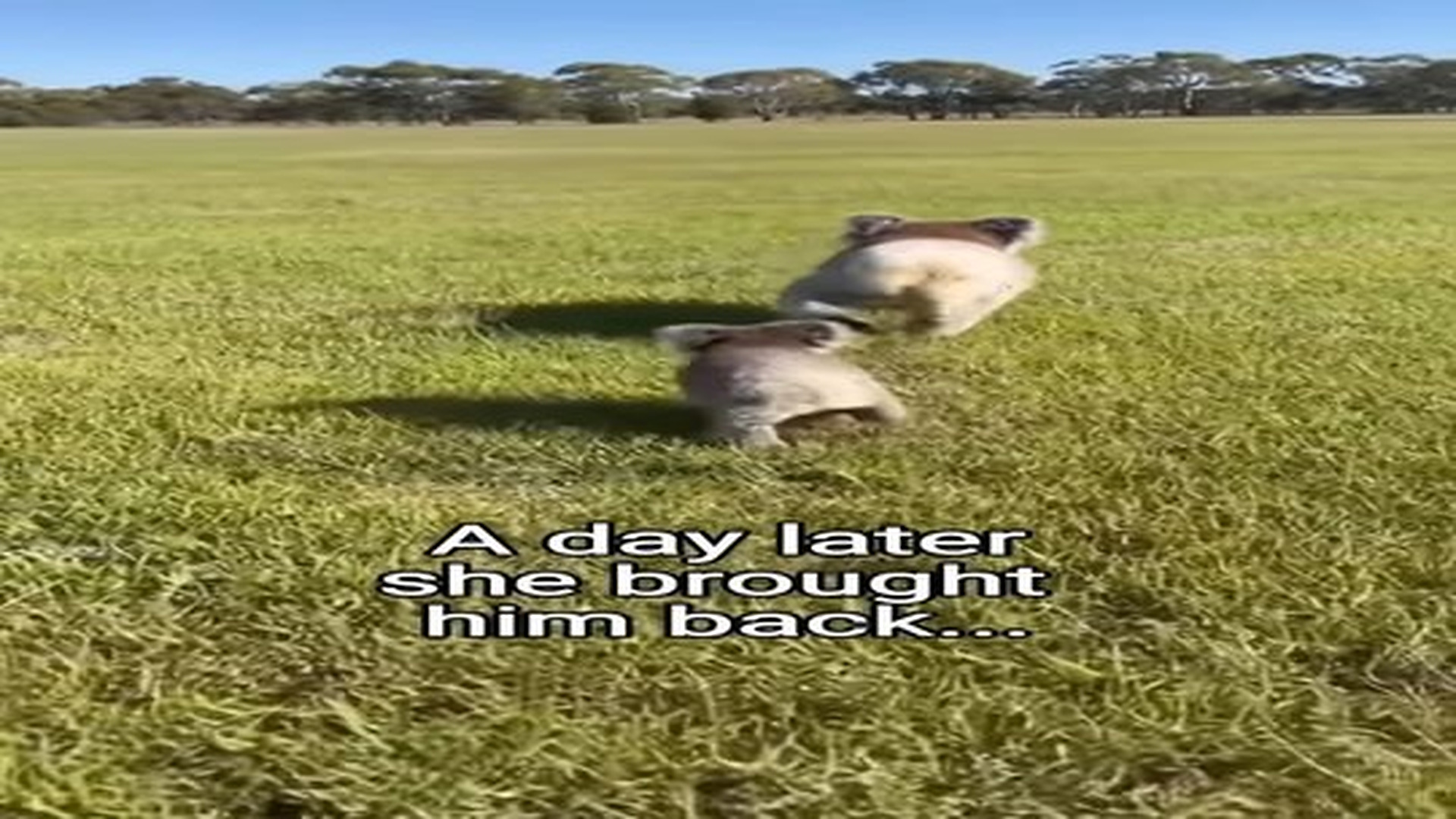 Full Video : N2306074_Koala needed my help! #animals #wholesome.mp4 | Tiệm Tạp Hóa Cảm Xúc