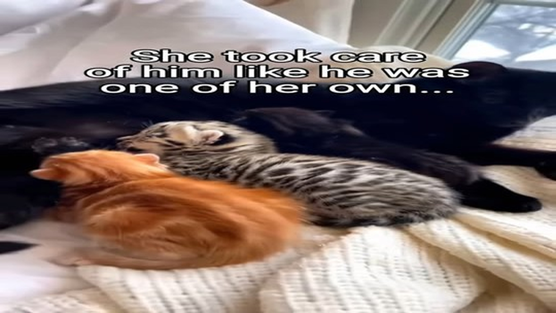Full Video : N2306070_Cat becomes mother to Snow Leopard! #animals #wholesome.mp4 | Tiệm Tạp Hóa Cảm Xúc