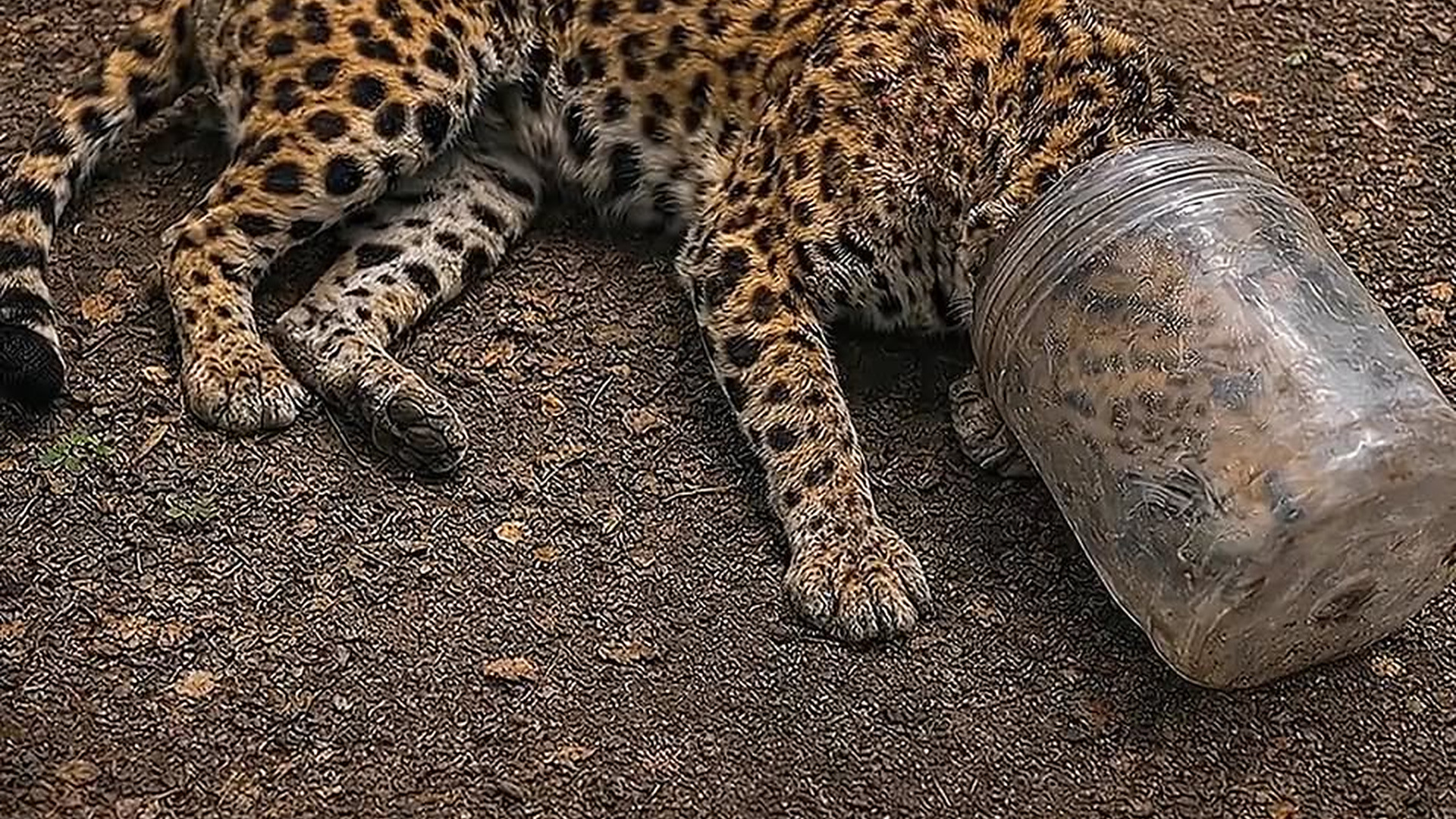 Full Video : N2406060_Unlucky leopard gets its head stuck in a plastic bucket..mp4 | Comedy Film Station
