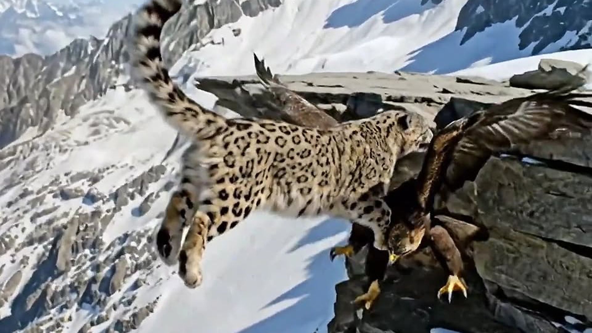 Full Video : N2406057_How great is a mother's love on a snowy peak Snow leopard mother gives the answer..mp4 | Comedy Film Station