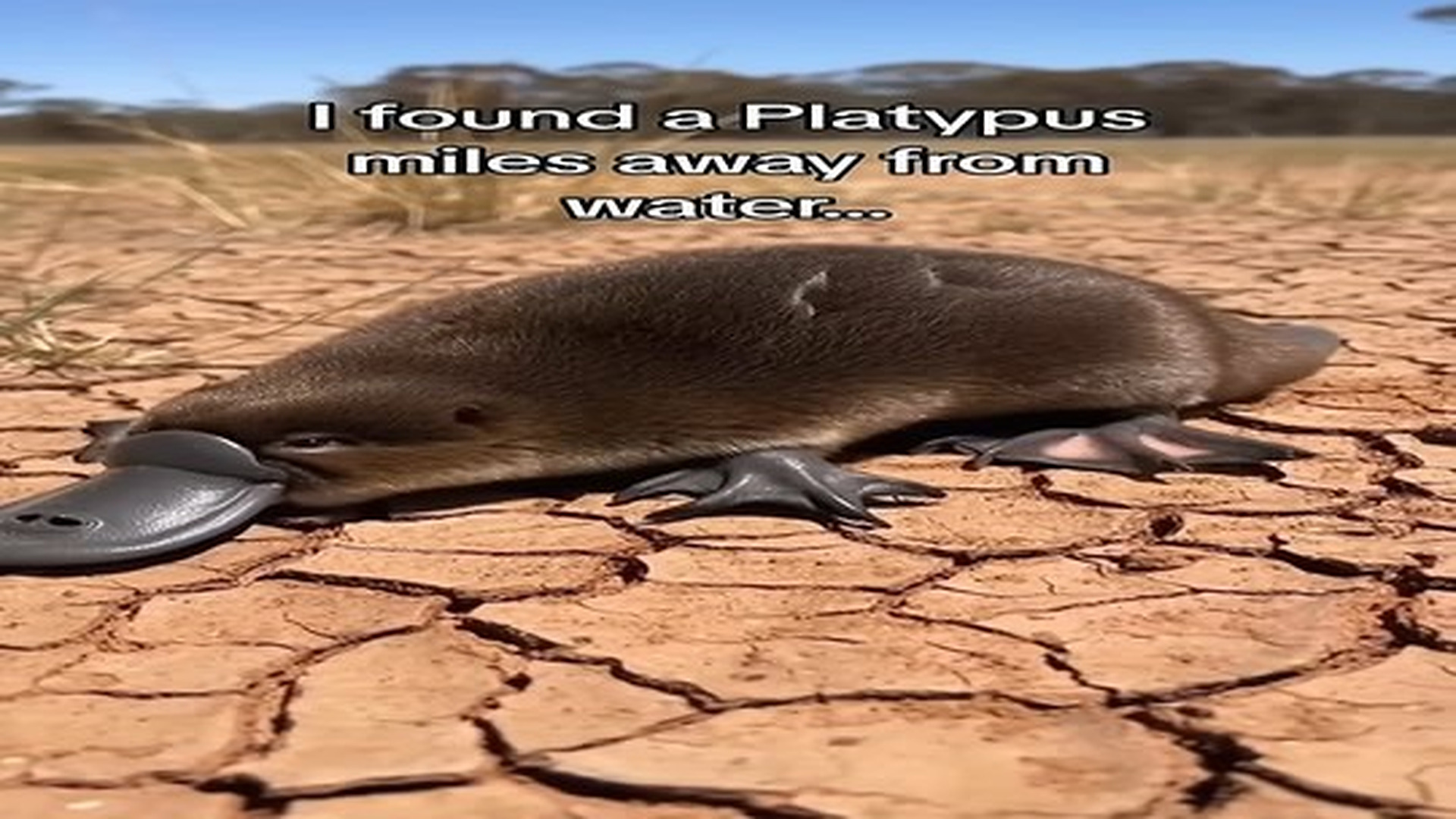 Full Video : N0207078_He rescued a platypus! #wholesome #animals.mp4 | Tiệm Tạp Hóa Cảm Xúc