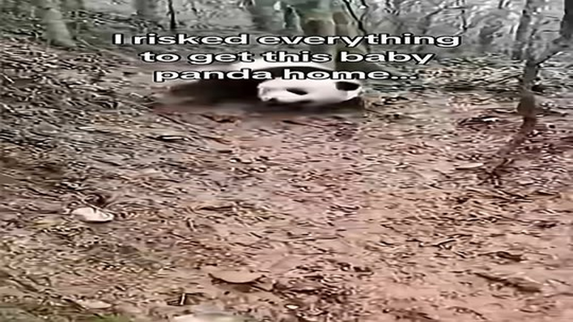 Full Video : N0207085_Reunited a panda family #animals #wholesome.mp4 | Tiệm Tạp Hóa Cảm Xúc