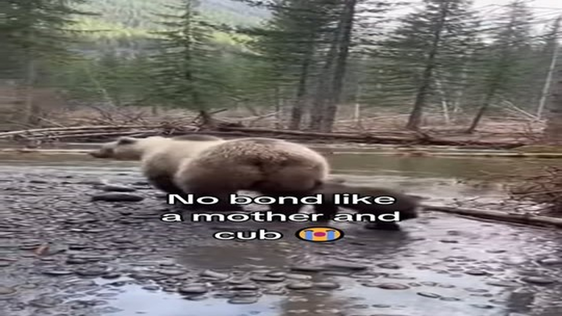 Full Video : N0207079_He thought she was gone #wholesome #animals.mp4 | Tiệm Tạp Hóa Cảm Xúc