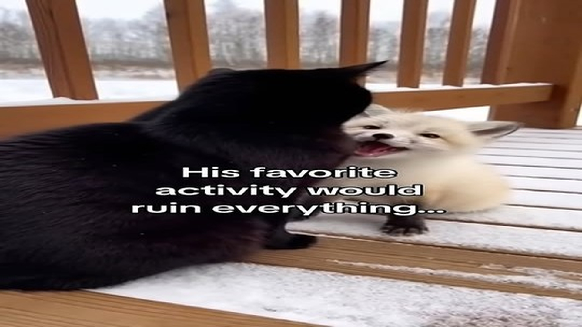 Full Video : N0207081_My cat saved fox #animals #wholesome.mp4 | Tiệm Tạp Hóa Cảm Xúc