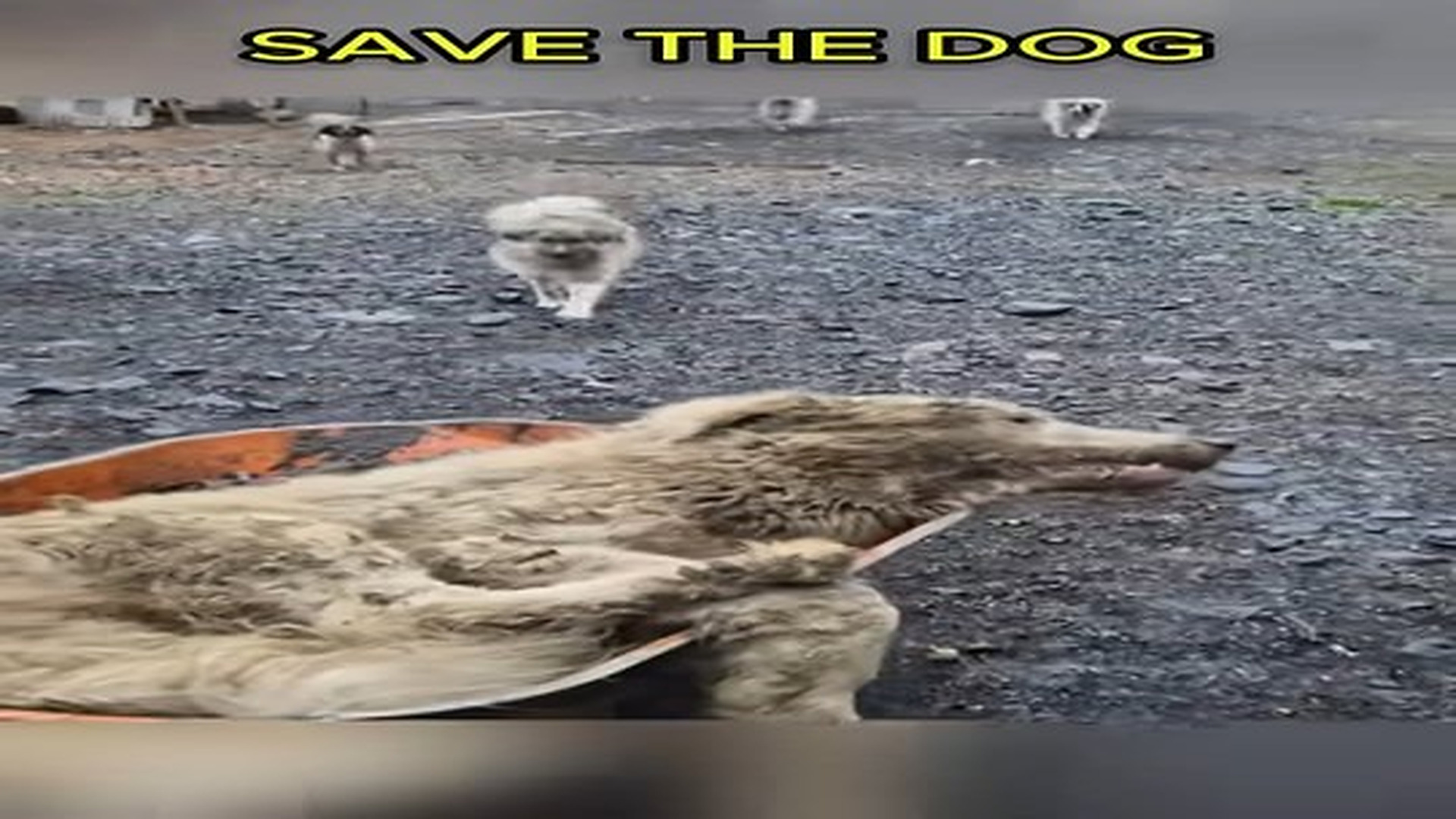 Full Video : N0107086_Rescue poor dog was locked up #shorts #dog #rescuedog.mp4 | Comedy Film Station