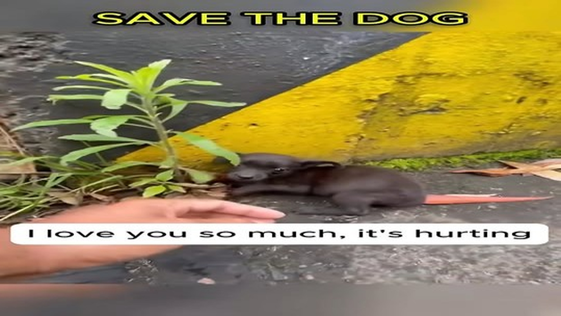 Full Video : N0107090_Two stray dogs were left hungry days #shorts #dogrescue #dogs #dog #kindness #animals.mp4 | Comedy Film Station