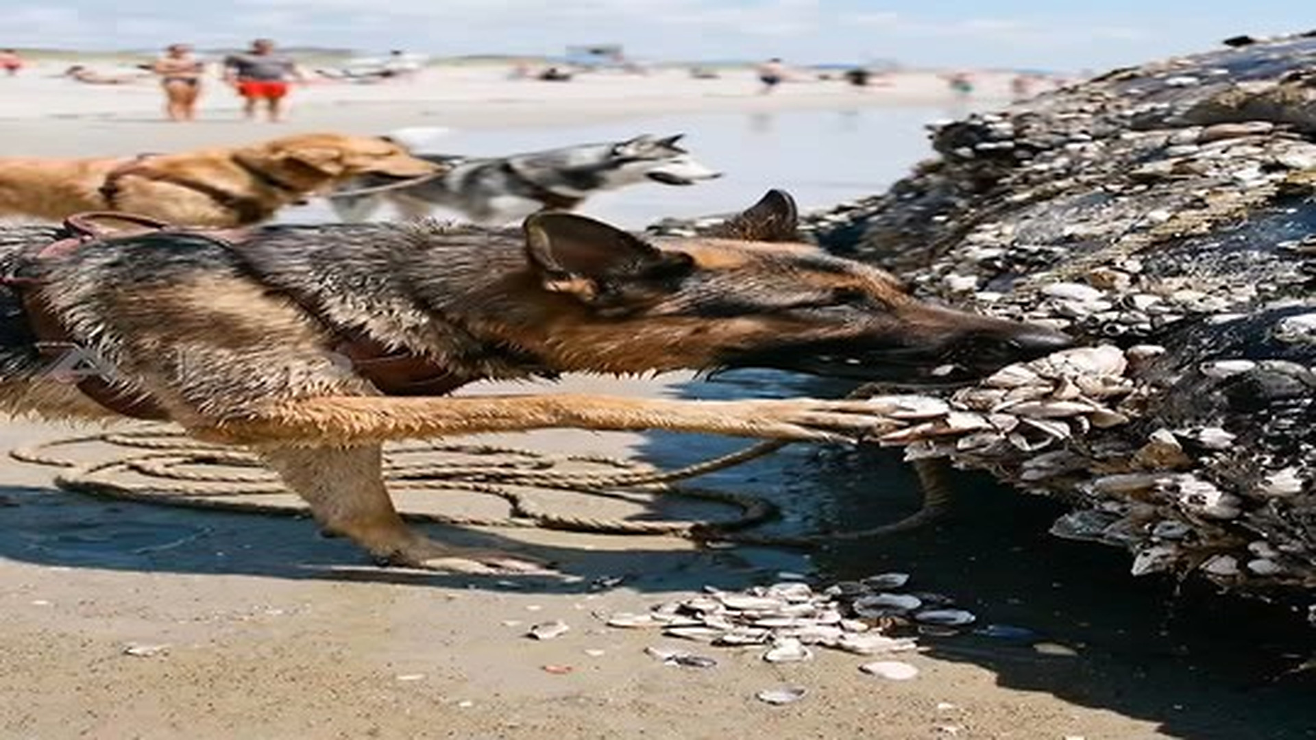 Full Video : N0207082_A Golden Retriever, a German Shepherd, and a Siberian Husky work together to pull a massive whale co.mp4 | Tiệm Tạp Hóa Cảm Xúc