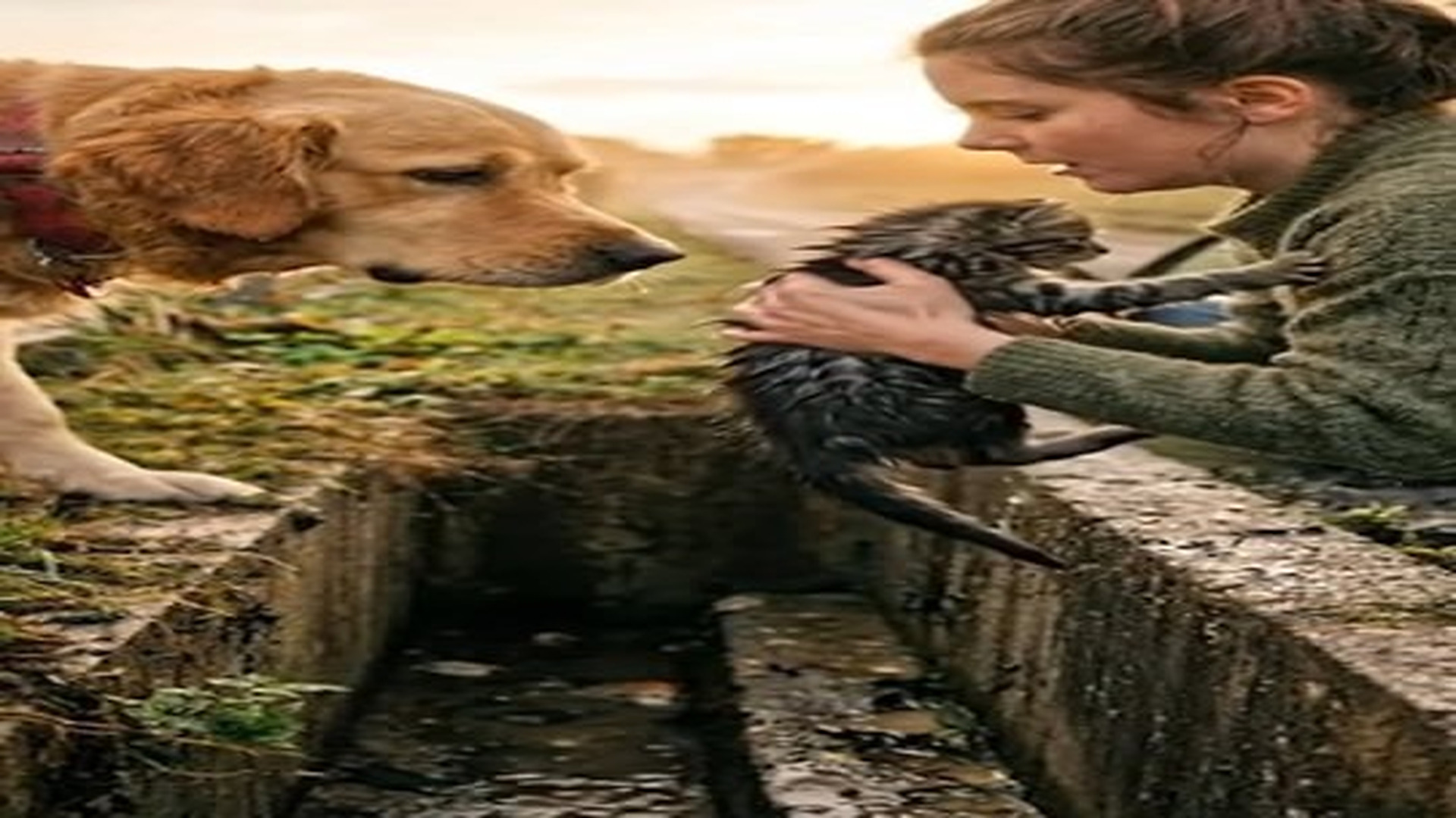Full Video : N3006074_Loyal Dog Desperately Barks On Roadside A Tiny Kitten Is Tra.mp4 | Comedy Film Station