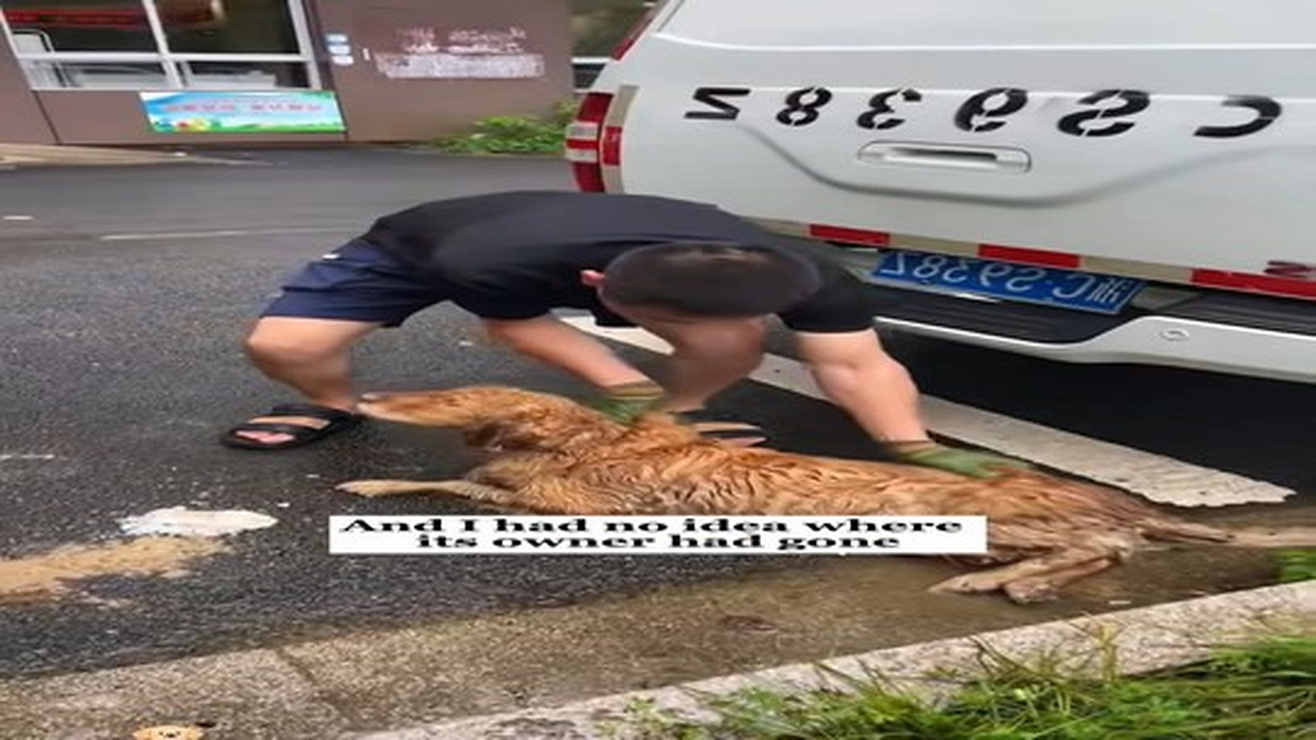 Full Video : N0307094_A puppy got into a car accident and then….#rescue #animals #fyp #love #dog.mp4 | Comedy Film Station