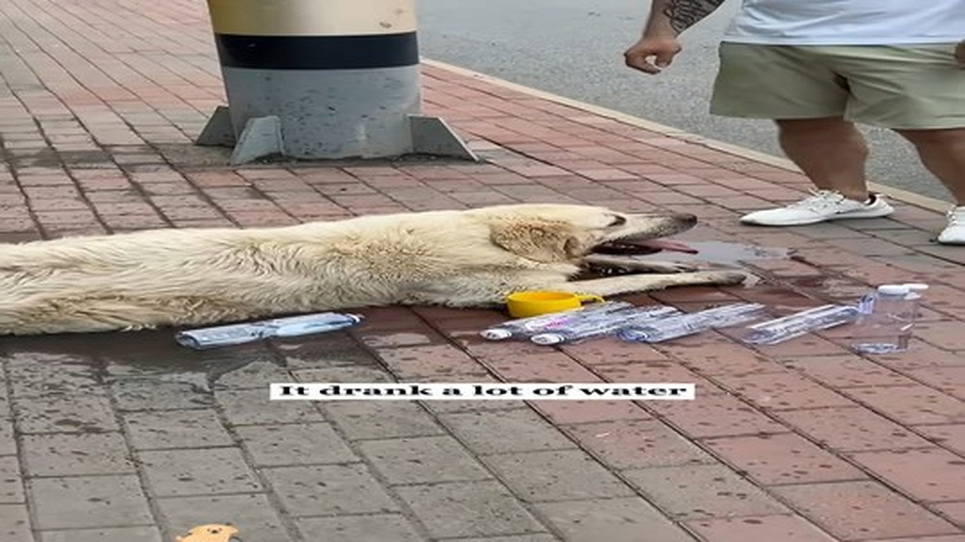 Full Video : N0307093_A dog was lying in the middle of the road,painting heavily…. I rushed over #rescue #animals #fyp #lo.mp4 | Comedy Film Station