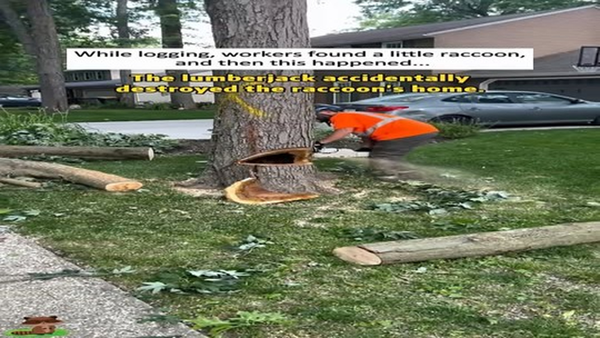 Full Video : N0307087_lumberjack accidentally destroyed raccoon s home. #animalresc.mp4 | Comedy Film Station