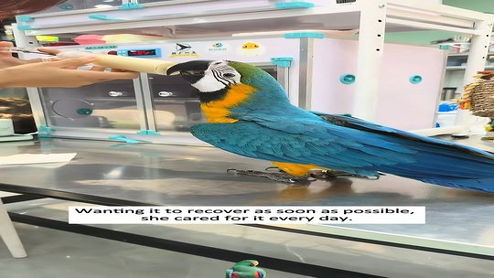 Full Video : N0307088_Rescued a macaw trapped in a lake.#animalrescue #lovestory❤️ #fyp #usa.mp4 | Comedy Film Station