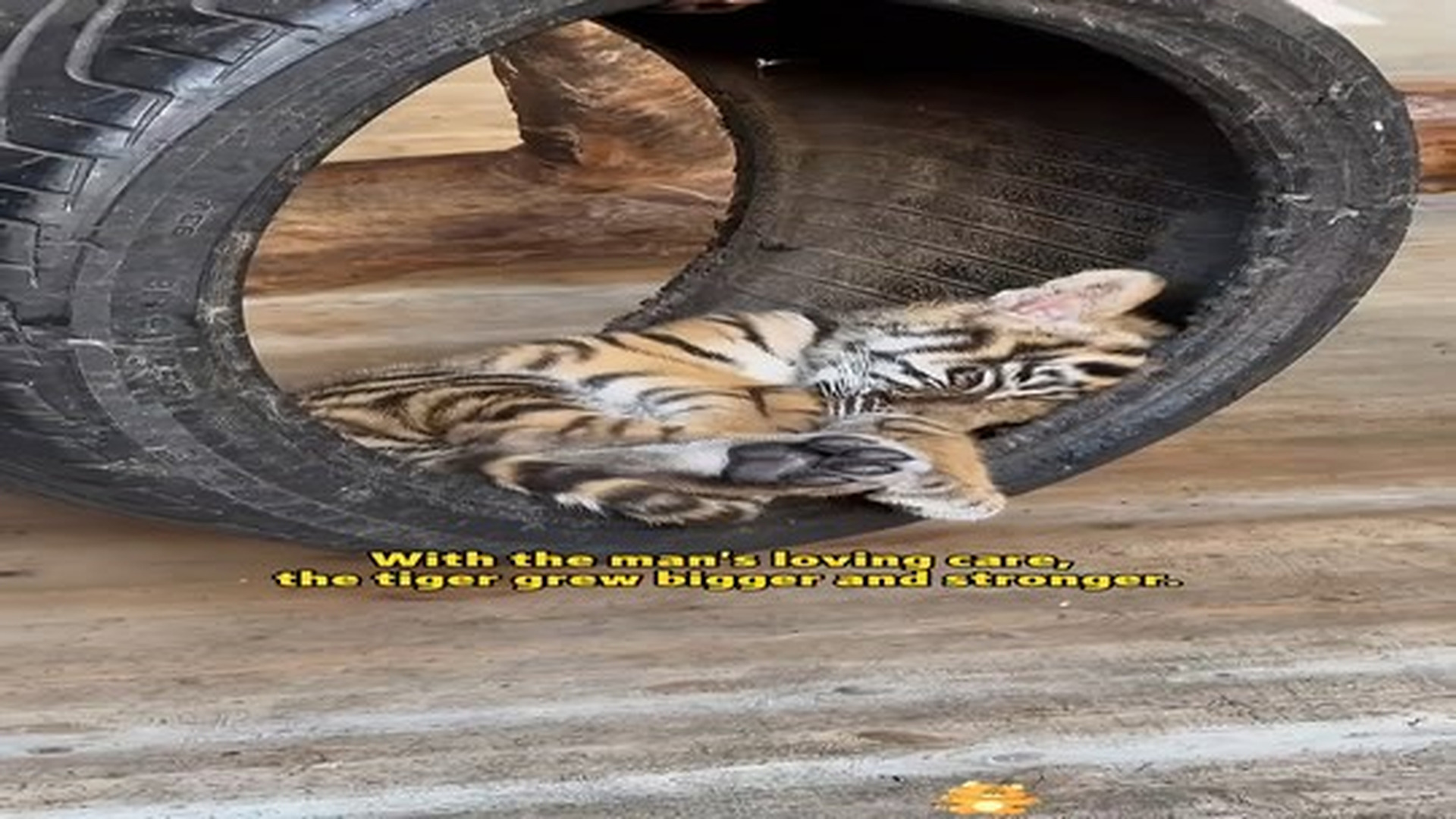 Full Video : N0307089_A kind uncle saved a little tiger injured by a bear,and than…#tiger #animalrescue #lovestory❤️ #fyp.mp4 | Comedy Film Station