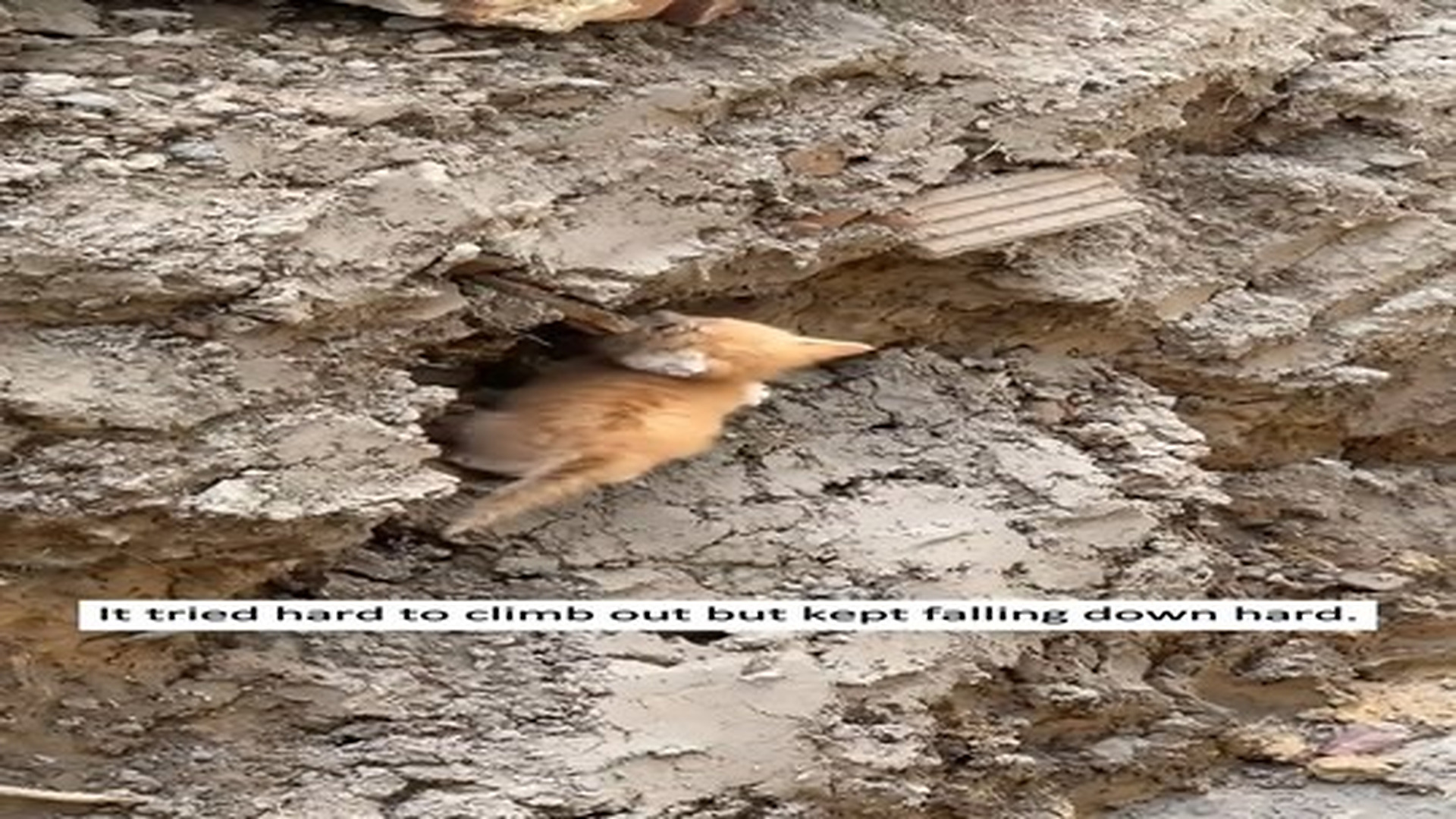 Full Video : N0307092_I found a kitten trapped in a pit, l rescued it and then…#rescue #animals #fyp #love #kitten.mp4 | Comedy Film Station