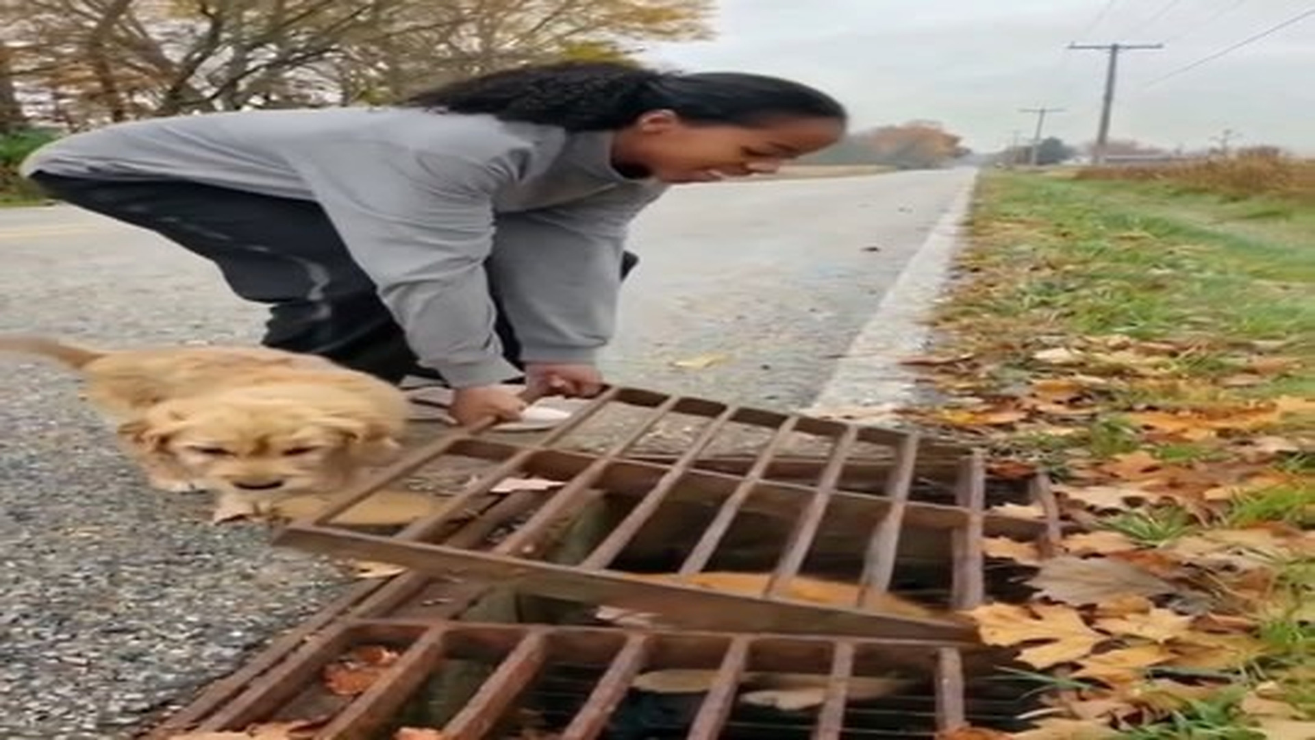Full Video : N3006084_Tiny Kitten Was Trapped In A Drain Puppy Wouldn T Leave.mp4 | Comedy Film Station