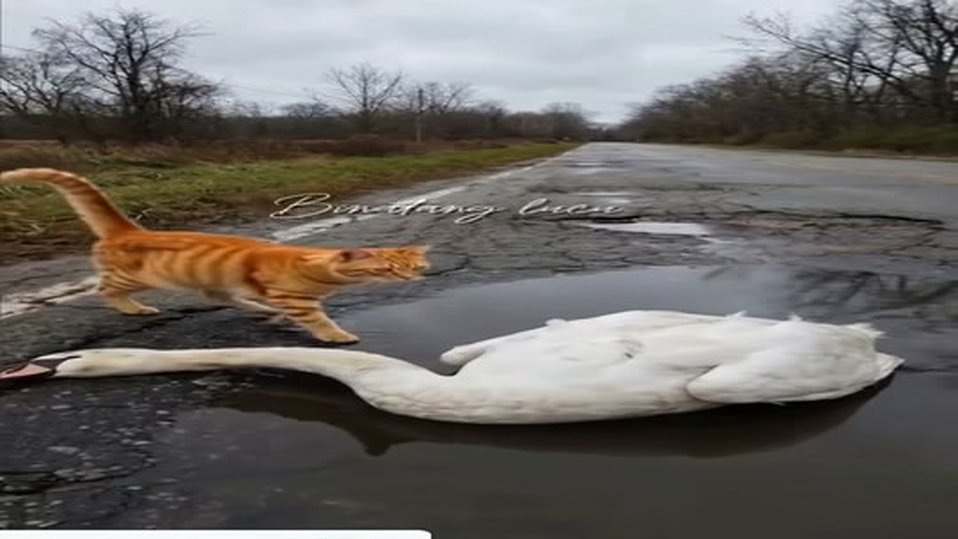 Full Video : N3006083_Goose Lay Lifeless On Road Then A Cat Cried Help. Bi.mp4 | Comedy Film Station
