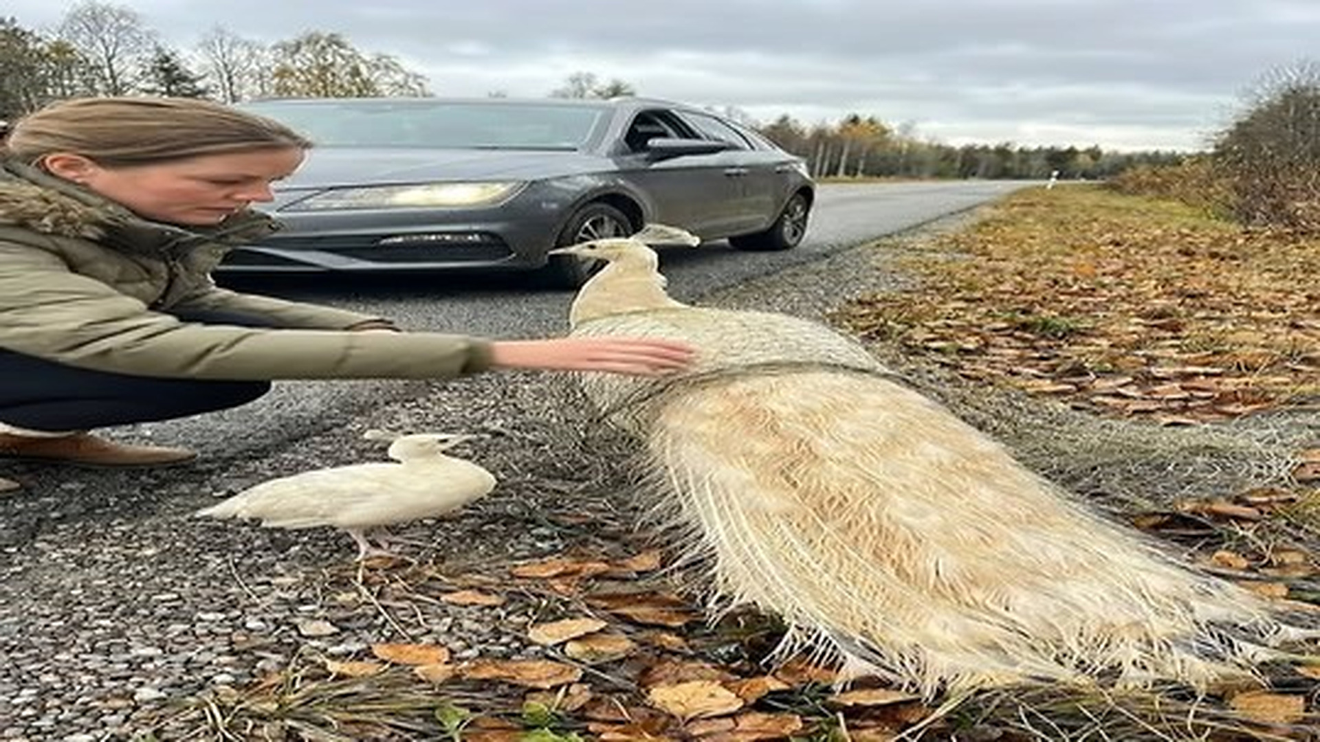 Full Video : N0607088_Mother Peacock Trapped By Road Her Baby Refused To Leave Her #.mp4 | Tiệm Tạp Hóa Cảm Xúc