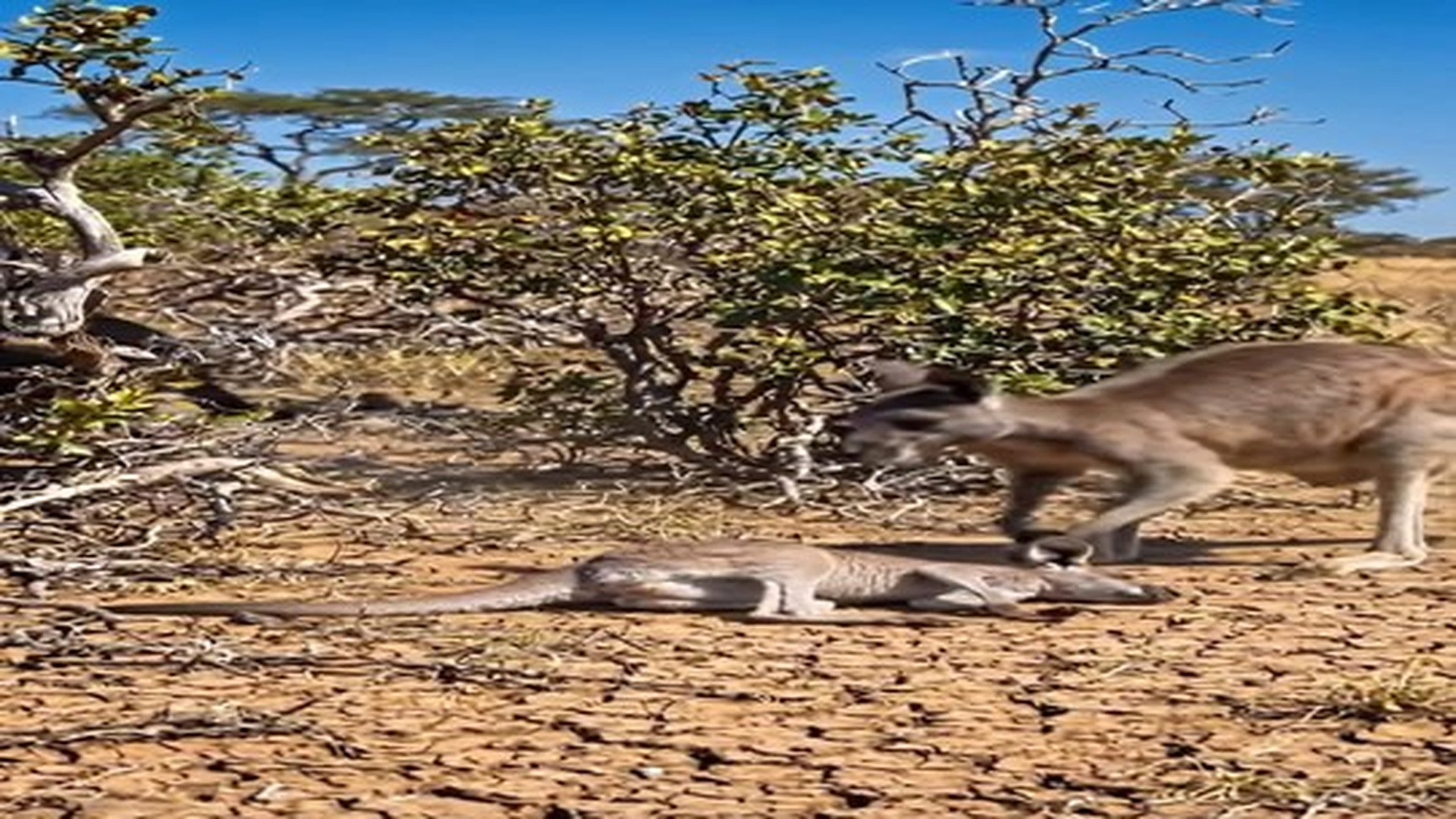 Full Video : N0507088_Gorilla Saved Kangaroo Child Phanter #ai#reels#rescue#animals.mp4 | Comedy Film Station