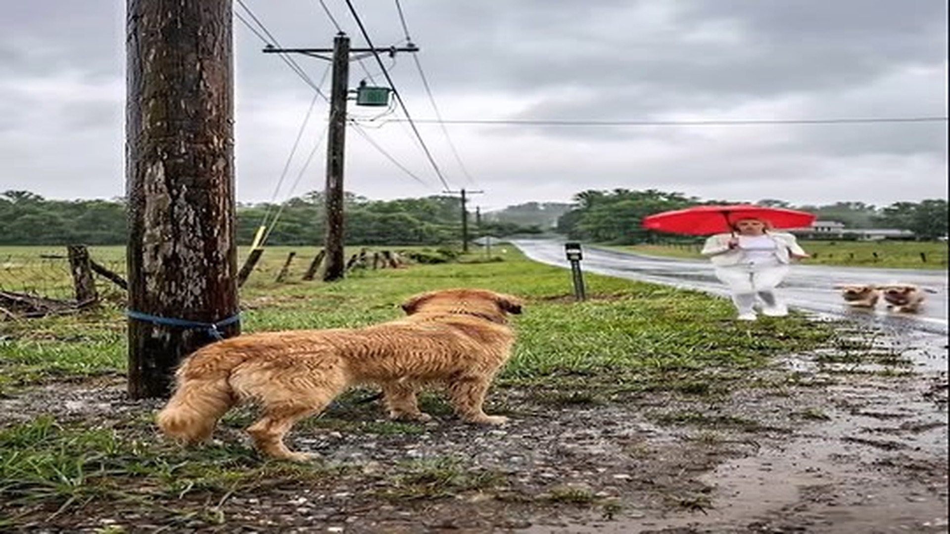 Full Video : N0207088_A mother dog and her puppies are abandoned at a remote power pole during a heavy rainstorm. Shiverin.mp4 | Tiệm Tạp Hóa Cảm Xúc