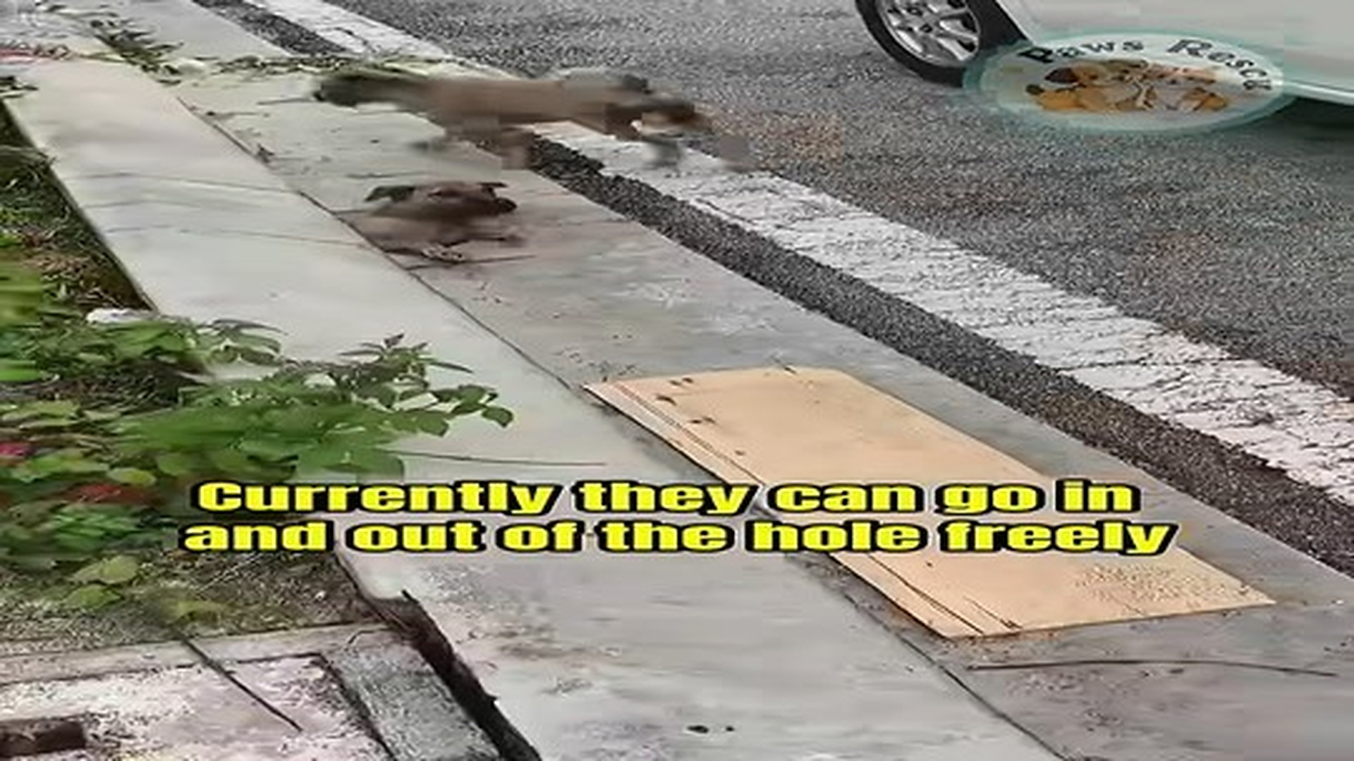 Full Video : N0707104_A stray dog grew up in a hole on side of road #shorts #dogrescue #animalrescue.mp4 | Comedy Film Station
