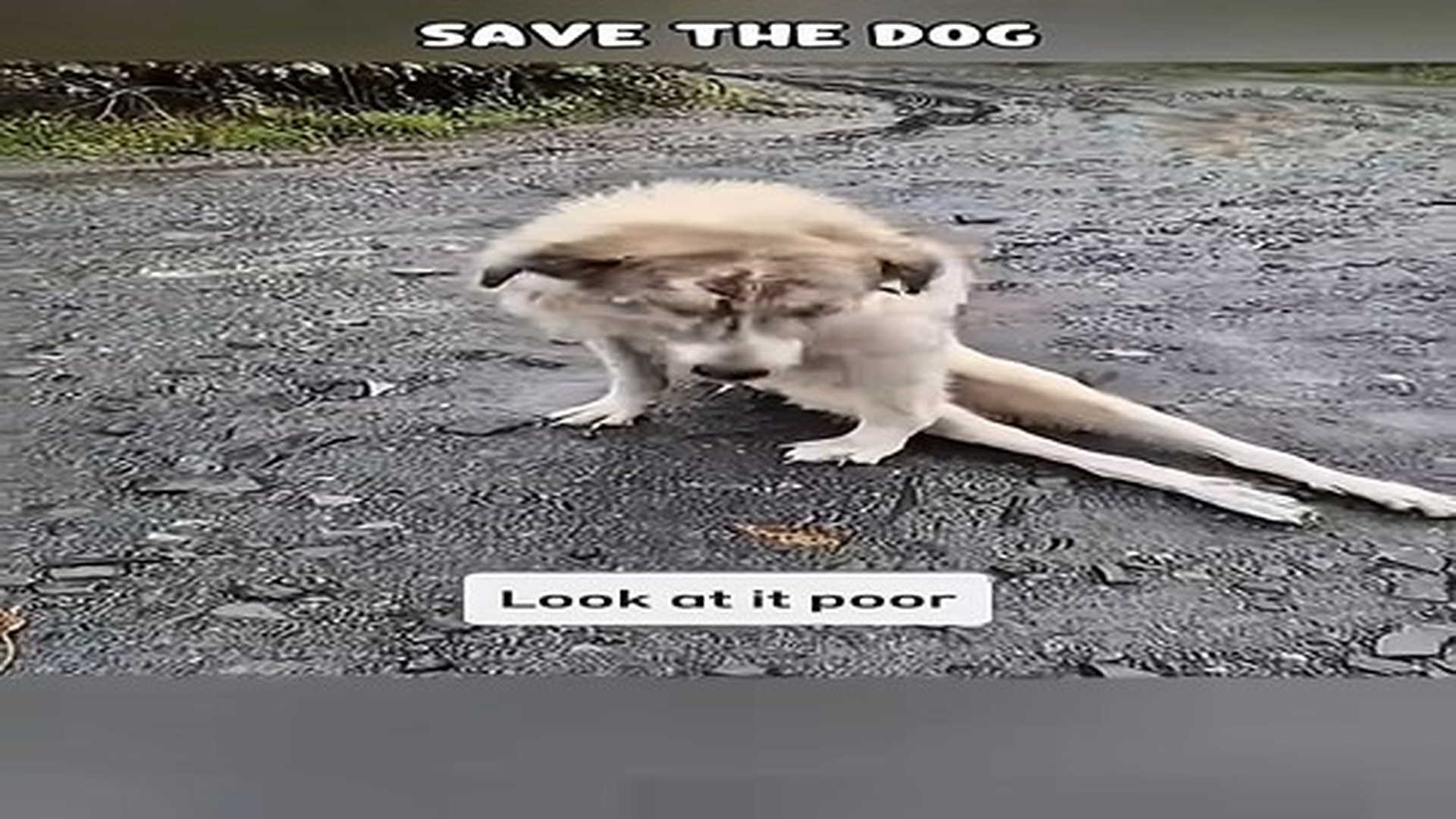 Full Video : 12 reactions | N0707110_Left Behind Paralyzed, Crawling in Rain to Stay Alive #shorts #dog #puppy #dogrescue.mp4 | Comedy Film Station