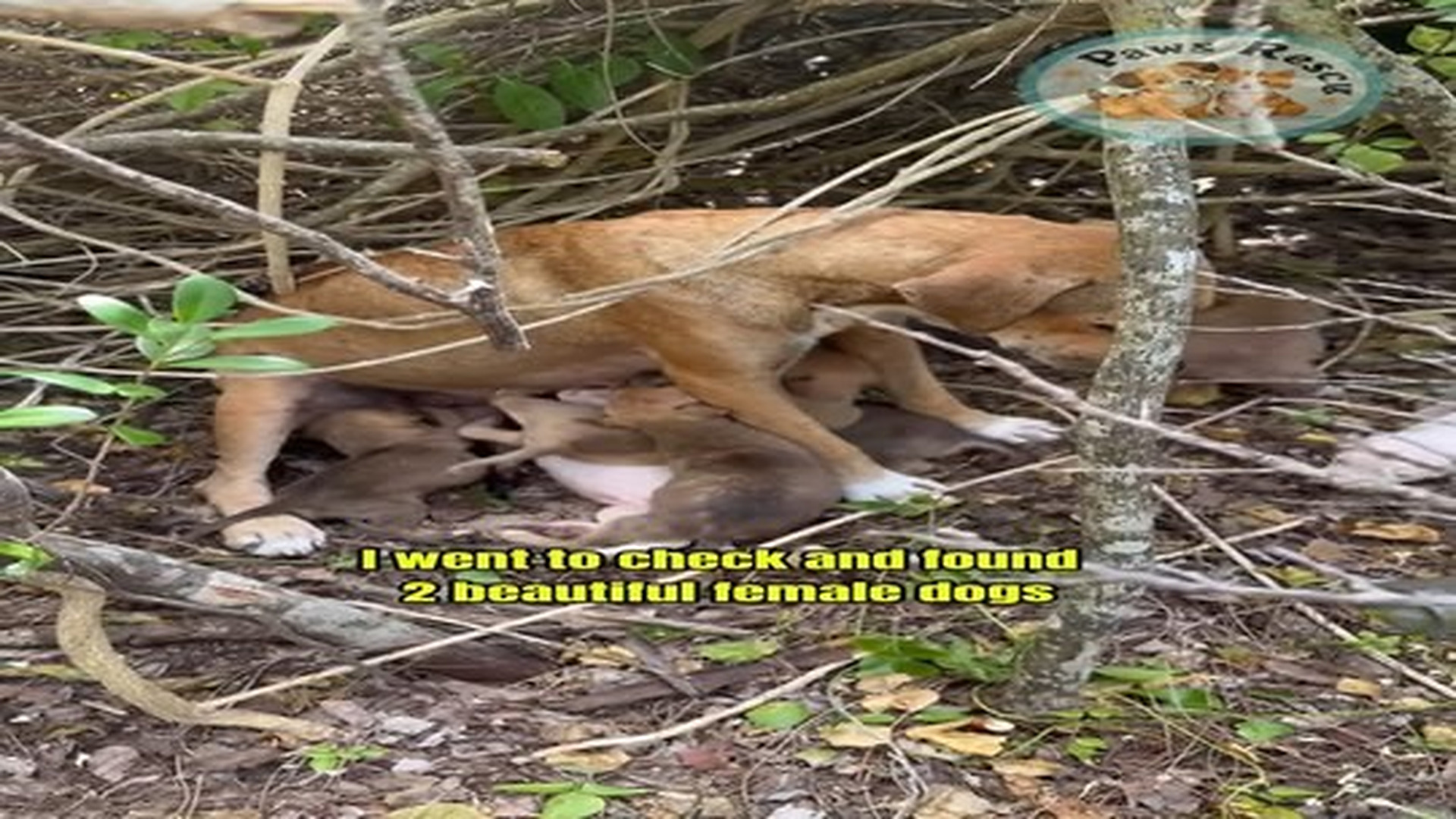 Full Video : N0707103_Rescuing a family of stray dogs abandoned near beach #shorts #dogrescue #family #animals.mp4 | Comedy Film Station