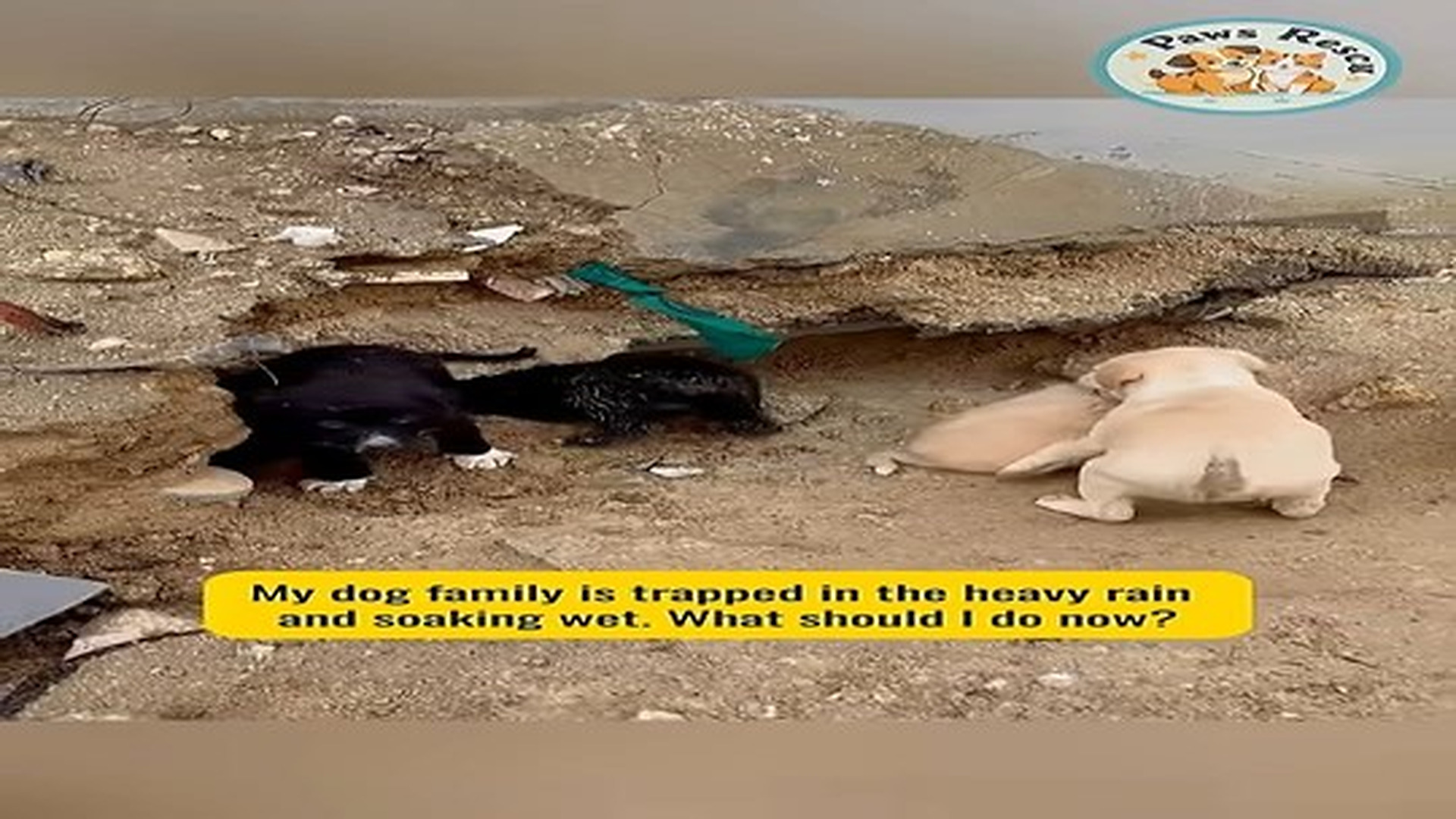 Full Video : N0707097_My dog family is trapped in heavy rain soaking wet #shorts #doglove.mp4 | Comedy Film Station