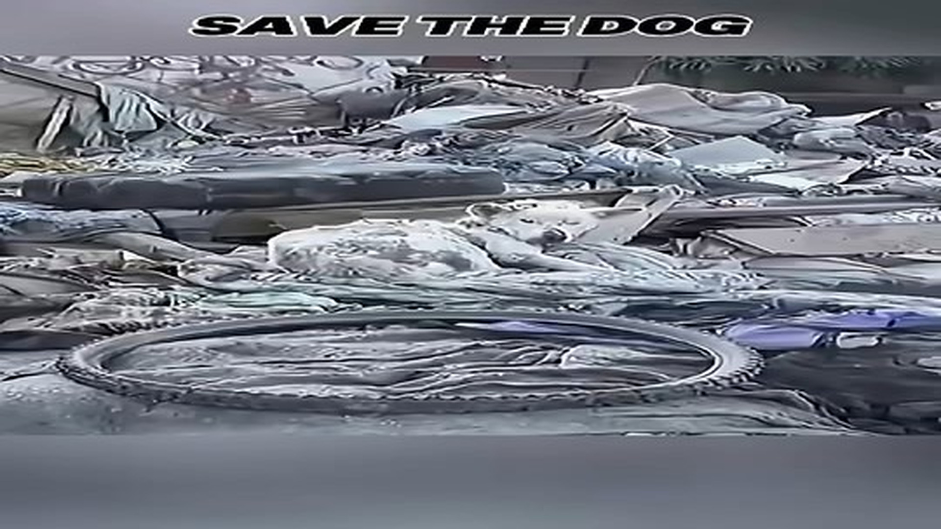 Full Video : N0707106_Save a stray dog dump #shorts #dogrescue #dog.mp4 | Comedy Film Station