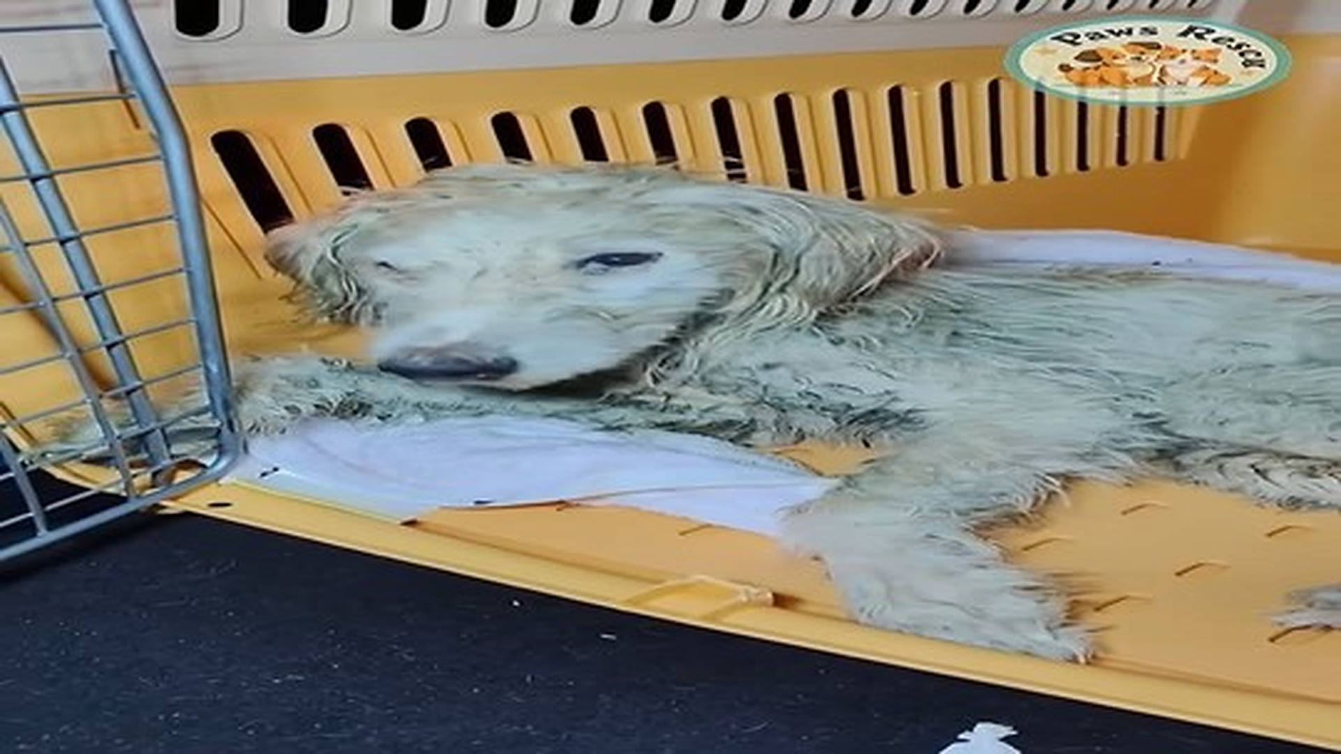 Full Video : 19 reactions | N0707096_dog stumbled fell into canal #shorts #dogrescue #dog.mp4 | Comedy Film Station