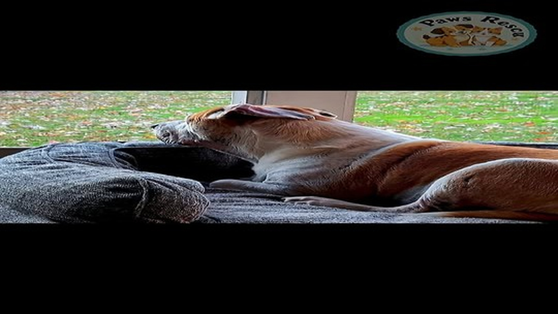 Full Video : N0707105_Once upon a time...a spider dog appeared... #shorts #dogrescue #beforeandafter #dog.mp4 | Comedy Film Station