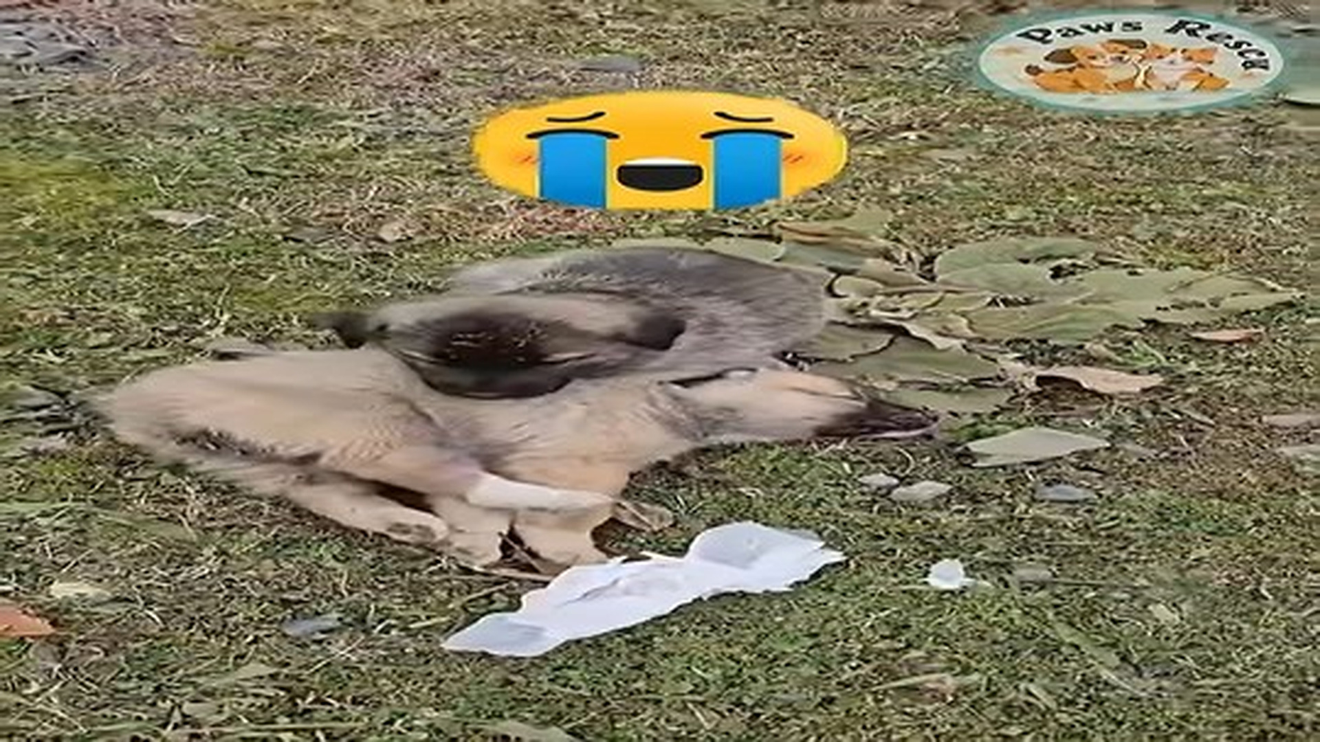 Full Video : 23 reactions · 3 comments | N0707100_A mother dog her four puppies were abandoned near train station #shorts #dogrescue #dog.mp4 | Comedy Film Station