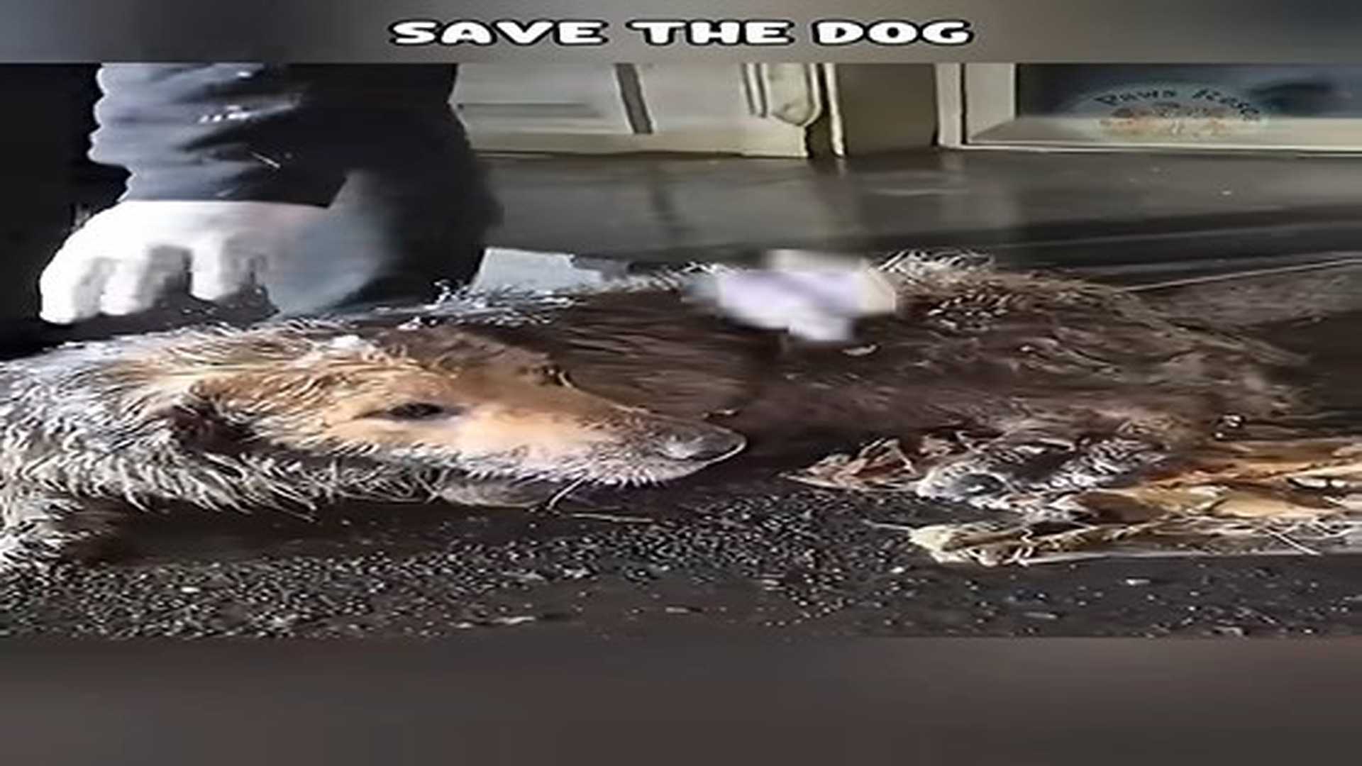Full Video : N0707108_dog lay curled up in cold snow #shorts #dog #doglife #dogrescue #pawsrescue.mp4 | Comedy Film Station