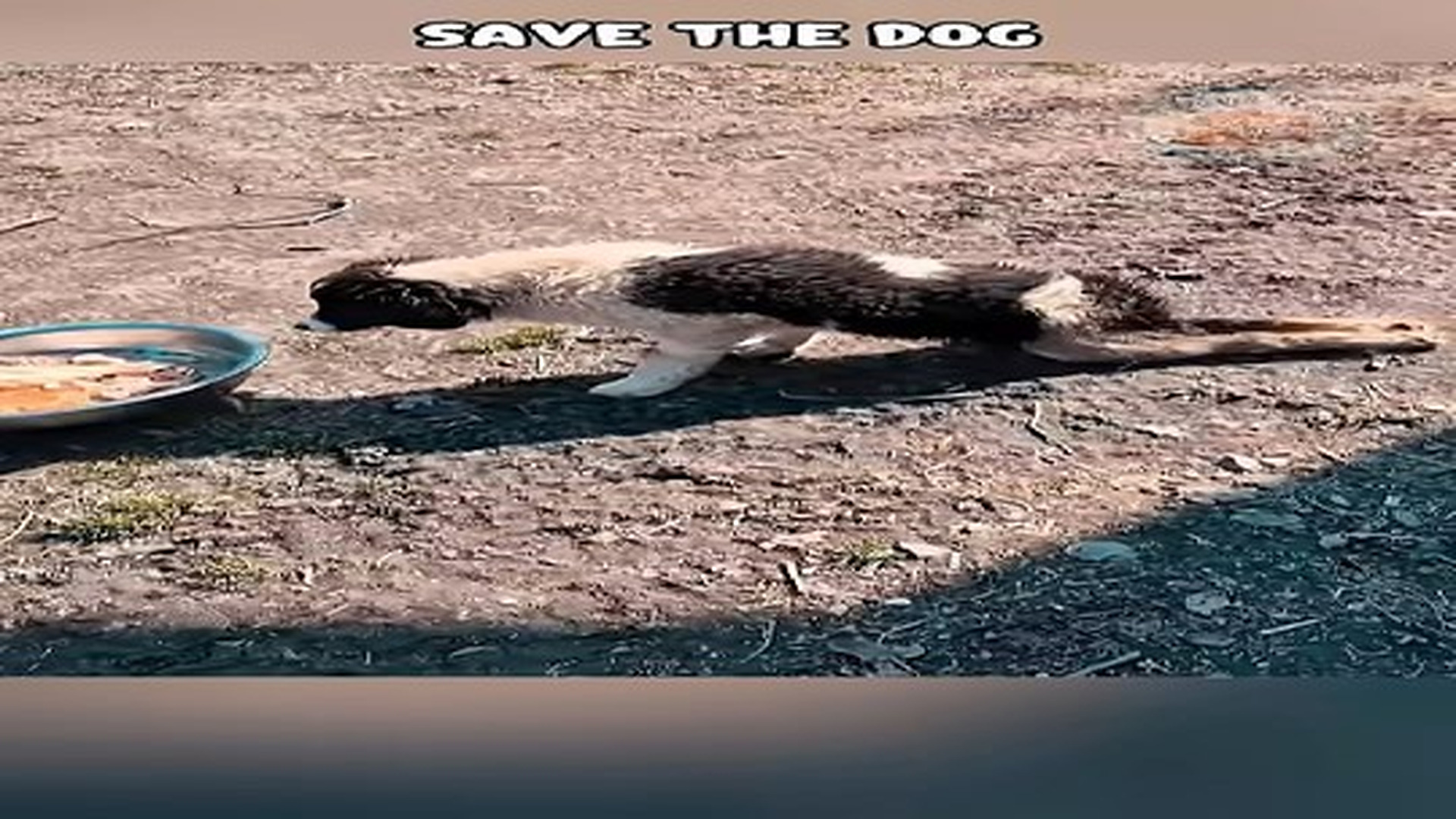 Full Video : N0707109_Poor lame dogs need care #shorts #dog #adoptstrays #dogrescue.mp4 | Comedy Film Station