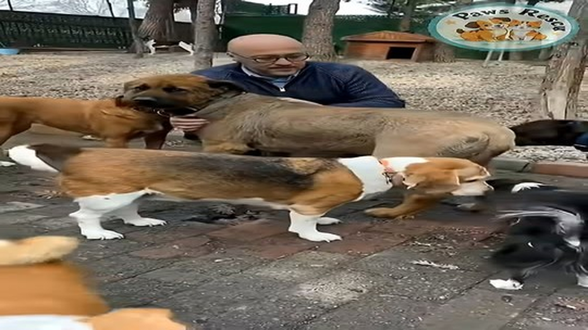 Full Video : N0707099_stray dog waited here every day food #shorts #dogrescue.mp4 | Comedy Film Station
