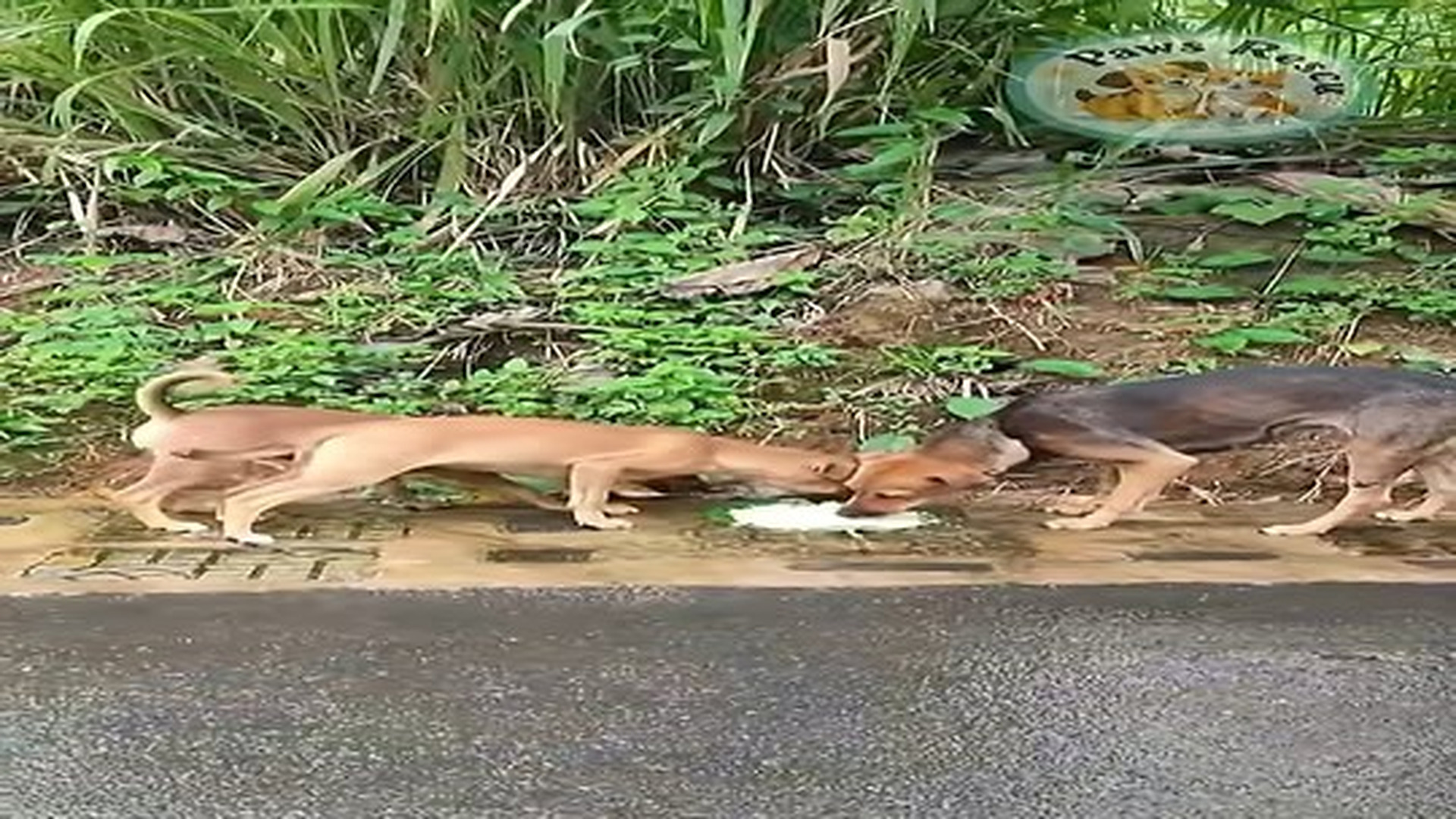 Full Video : 11 reactions | N0707102_Help friends I meet on road#shorts #dogrescue #dog #pets.mp4 | Comedy Film Station