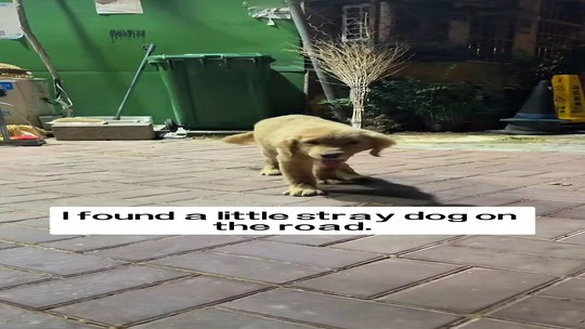 Full Video : N0707014_I rescued a little stray puppy.#rescue #animals #puppy.mp4 | Tiệm Tạp Hóa Cảm Xúc