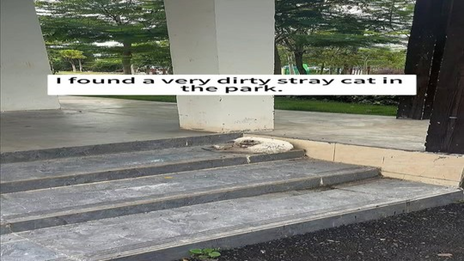Full Video : N0707019_I rescued a poor stray cat. #rescue #animals #cat.mp4 | Tiệm Tạp Hóa Cảm Xúc