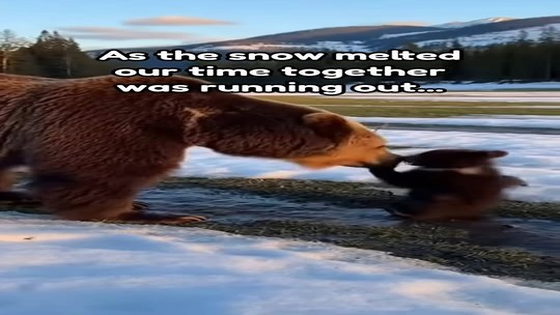 Full Video : N0207092_He almost froze in lake #wholesome #animals.mp4 | Comedy Film Station