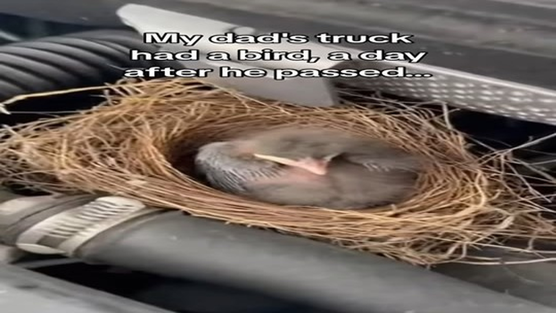 Full Video : N0207086_Baby hawk under my hood #animals #wholesome.mp4 | Comedy Film Station