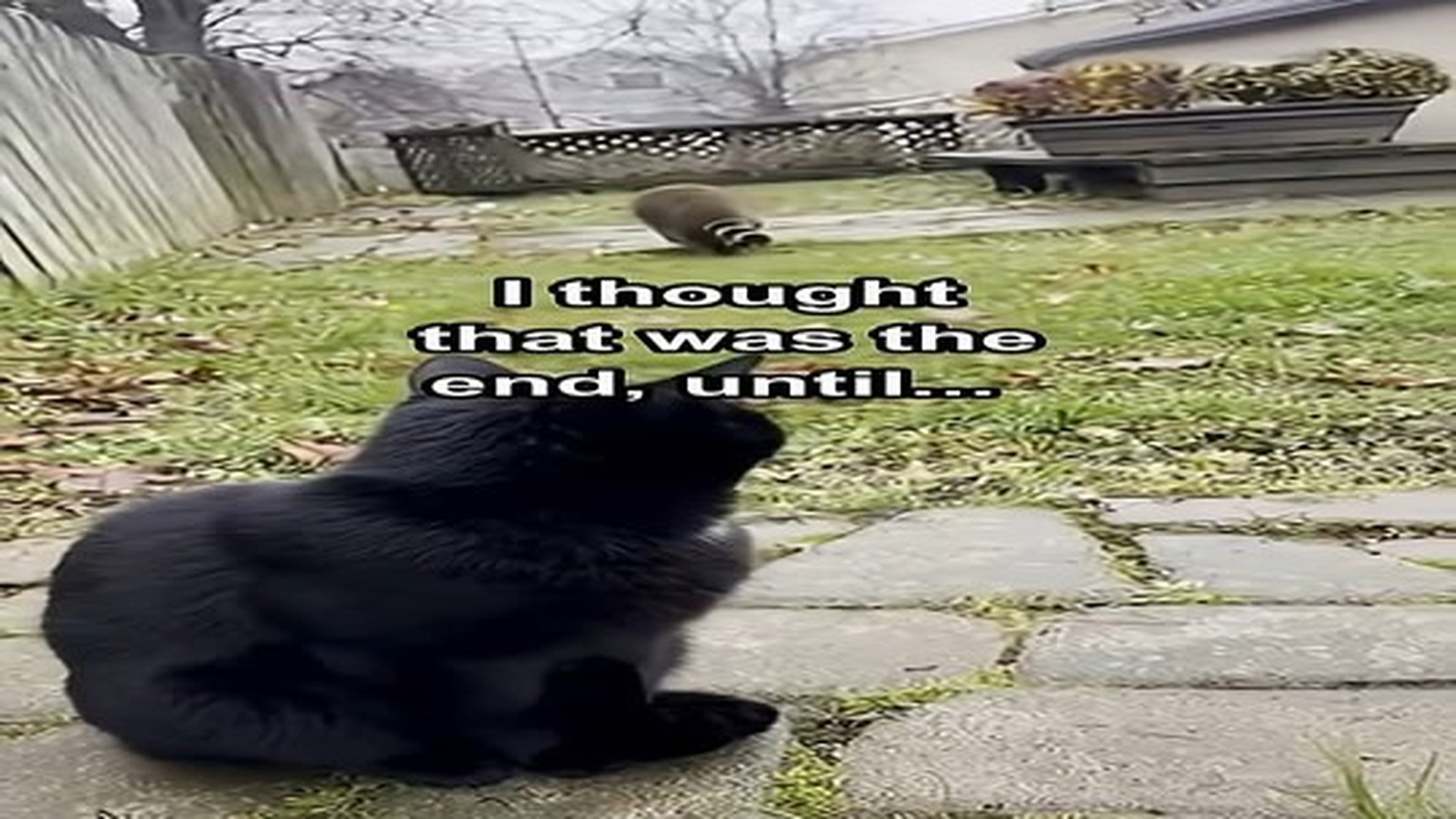 Full Video : N0207095_Found a raccoon under porch #wholesome #animals.mp4 | Comedy Film Station