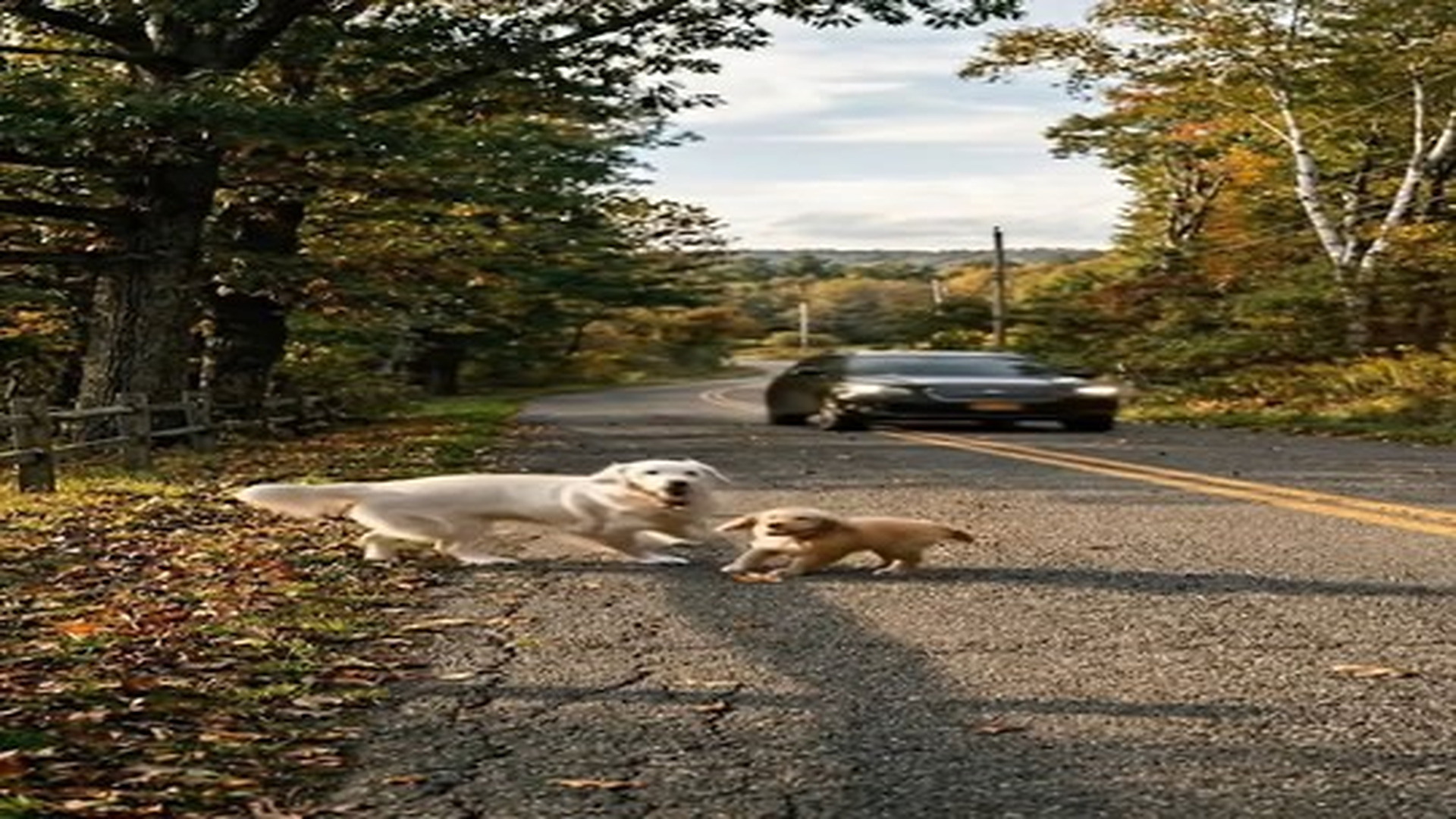 Full Video : N0707093_Mother Dog Sacrifices Herself Then A Miracle Happens A Peaceful Ro | Comedy Film Station