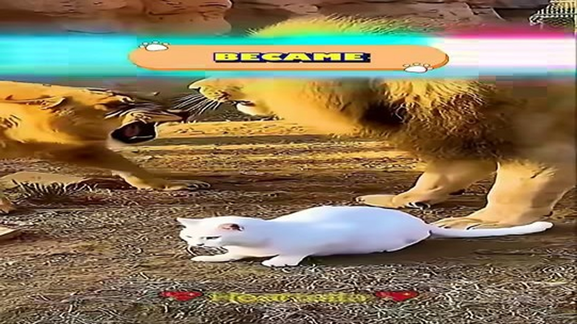 Full Video : N0907106_Meet Pelican Who Saved A Puppy When No One Else Could Lion.mp4 | Tiệm Tạp Hóa Cảm Xúc