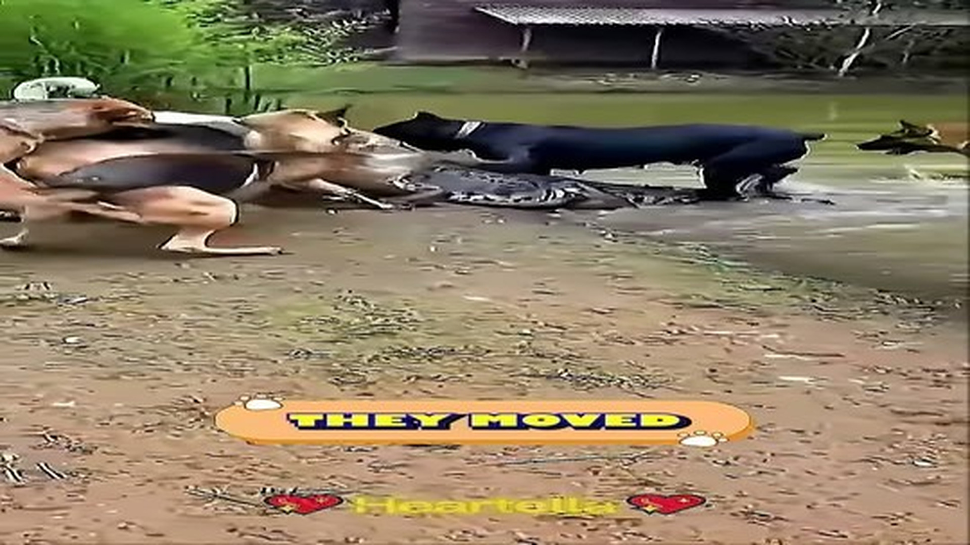 Full Video : N0907102_Meet Brave Pigeon Who Saved A Mother Dog A Crocodile Attack.mp4 | Tiệm Tạp Hóa Cảm Xúc