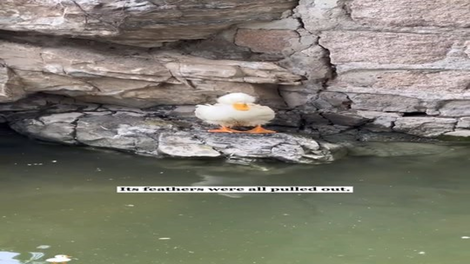 Full Video : N0307111_I saw a white duck being bullied by another duck and then…#rescue #animals #fyp #duck.mp4 | Comedy Film Station