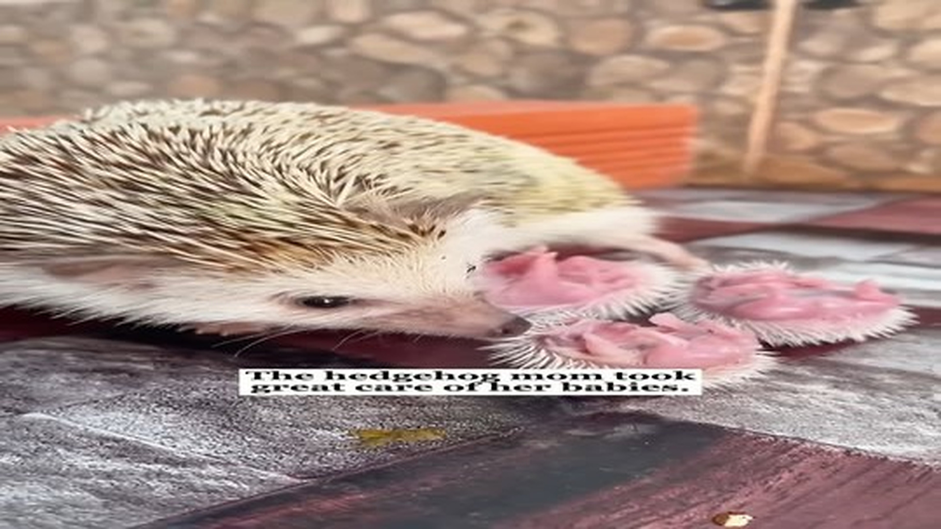 Full Video : 32 reactions | N0307103_My dog found a hedgehog…Then we discovered she was pregnant!#rescue #animals #fyp #hedgehog.mp4 | Comedy Film Station