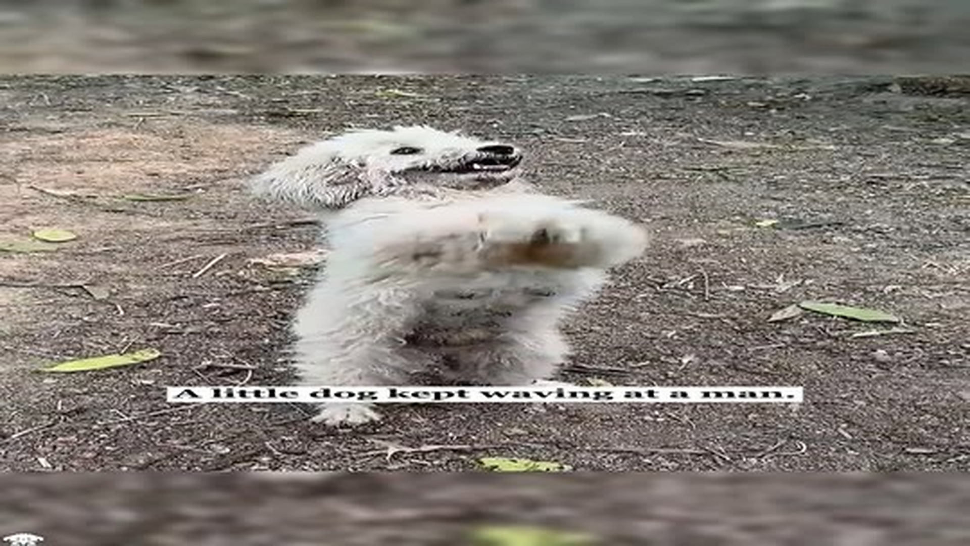 Full Video : N0307104_A stray dog asked a man for help…what he found broken his heart #rescue #animals #fyp #puppy #dog.mp4 | Comedy Film Station
